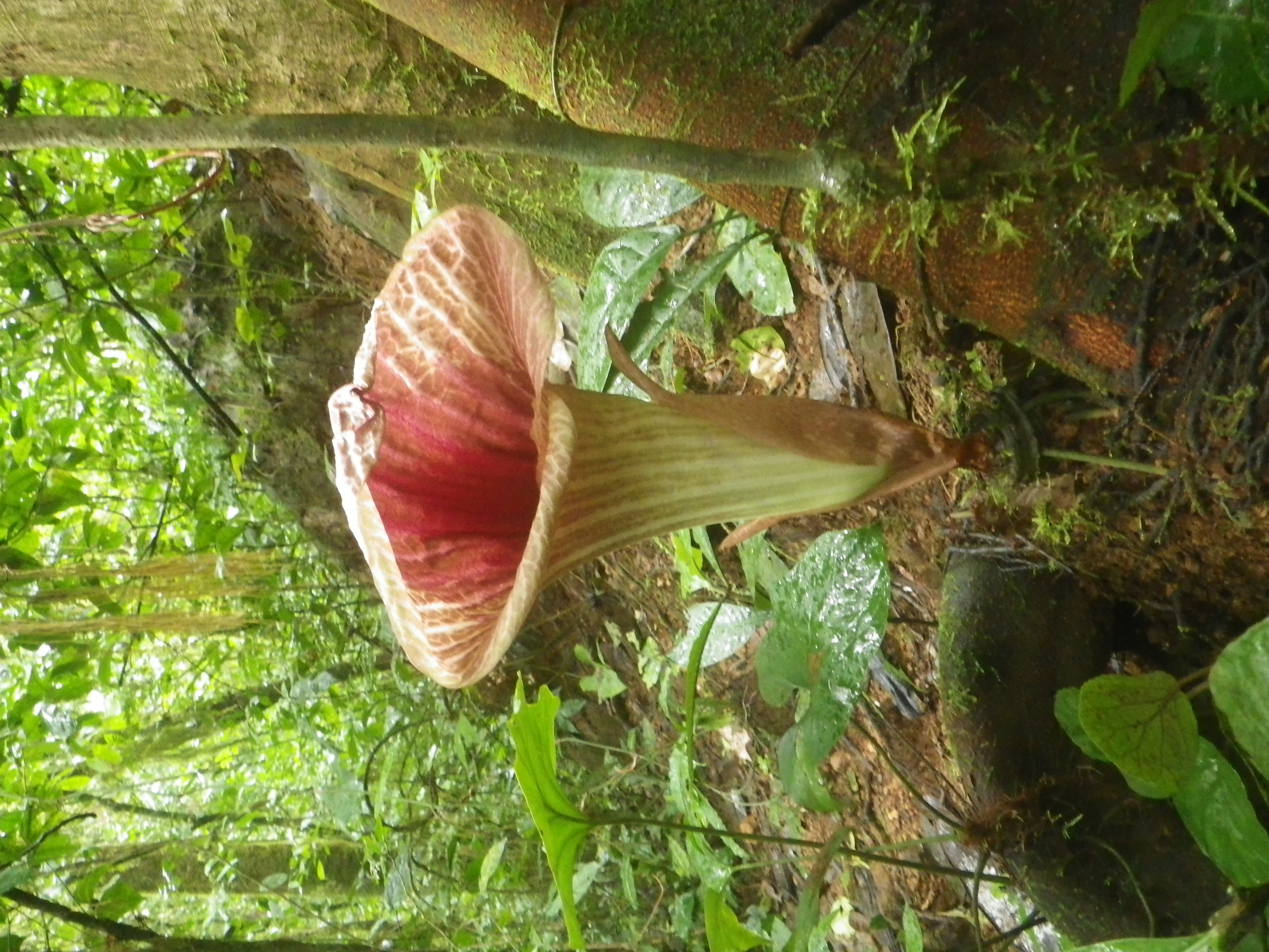 Pseudohydrosme ebo, a 'voodoo lily' from Cameroon's Ebo Forest ( Xander van der Burgt/PA)