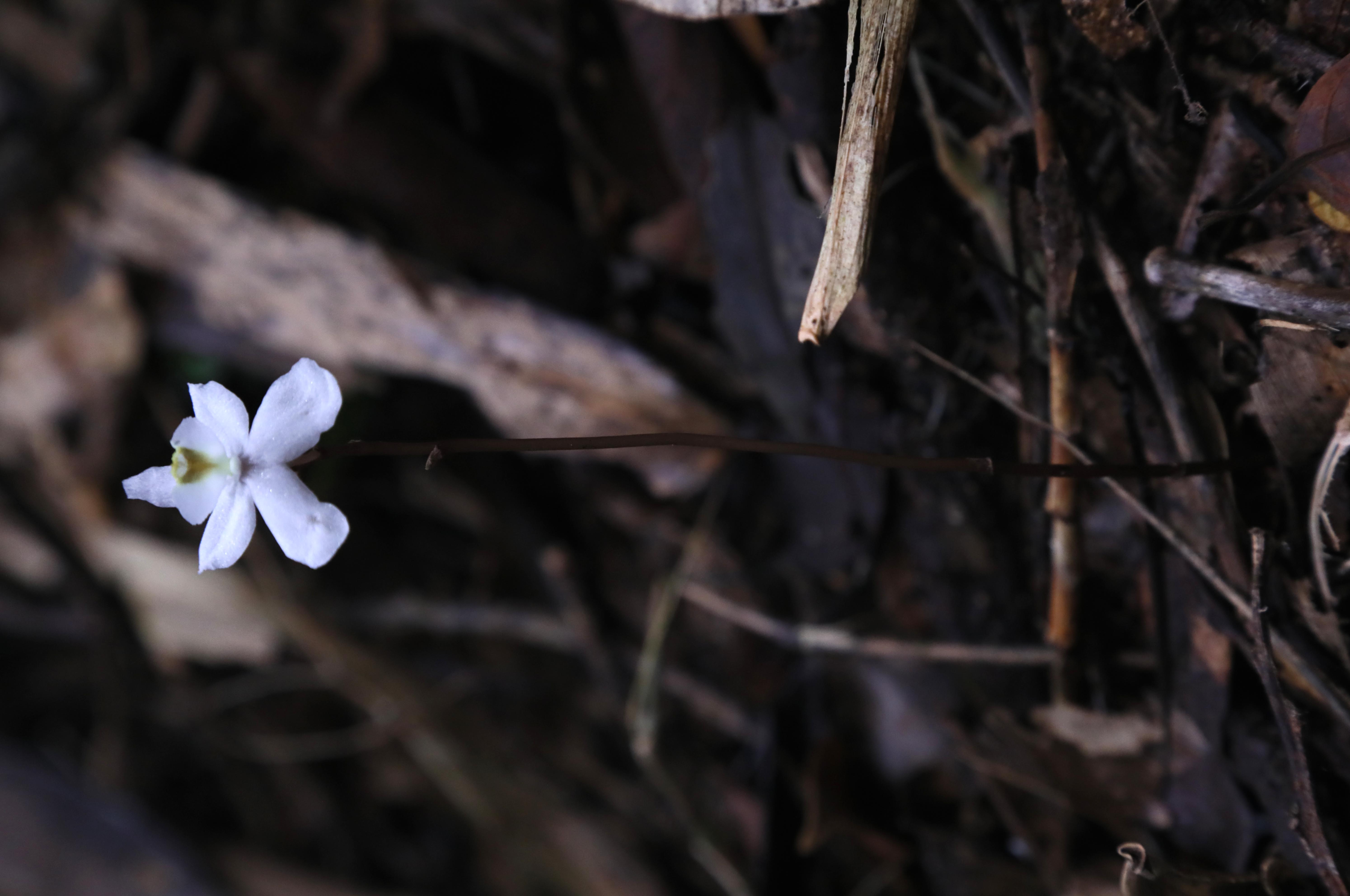 Didymoplexis_stella-silvae, a new species of 'ghost' orchid which grows in darkness ( Johan Hermans./PA)