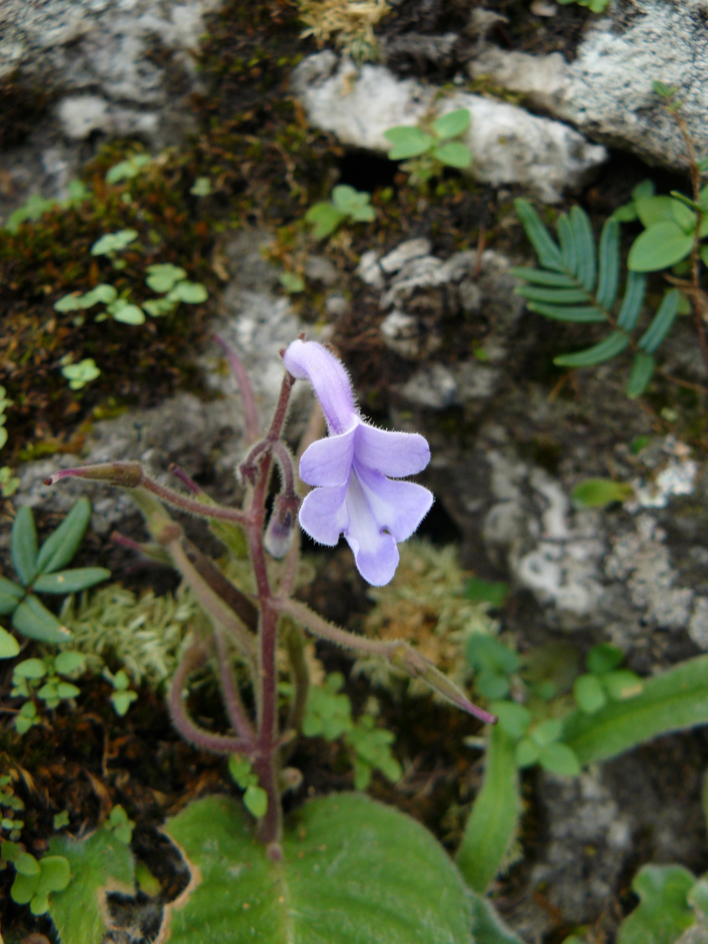 Streptocarpus malachiticola, which is threatened by mining for copper (Julie Lebrun/PA)