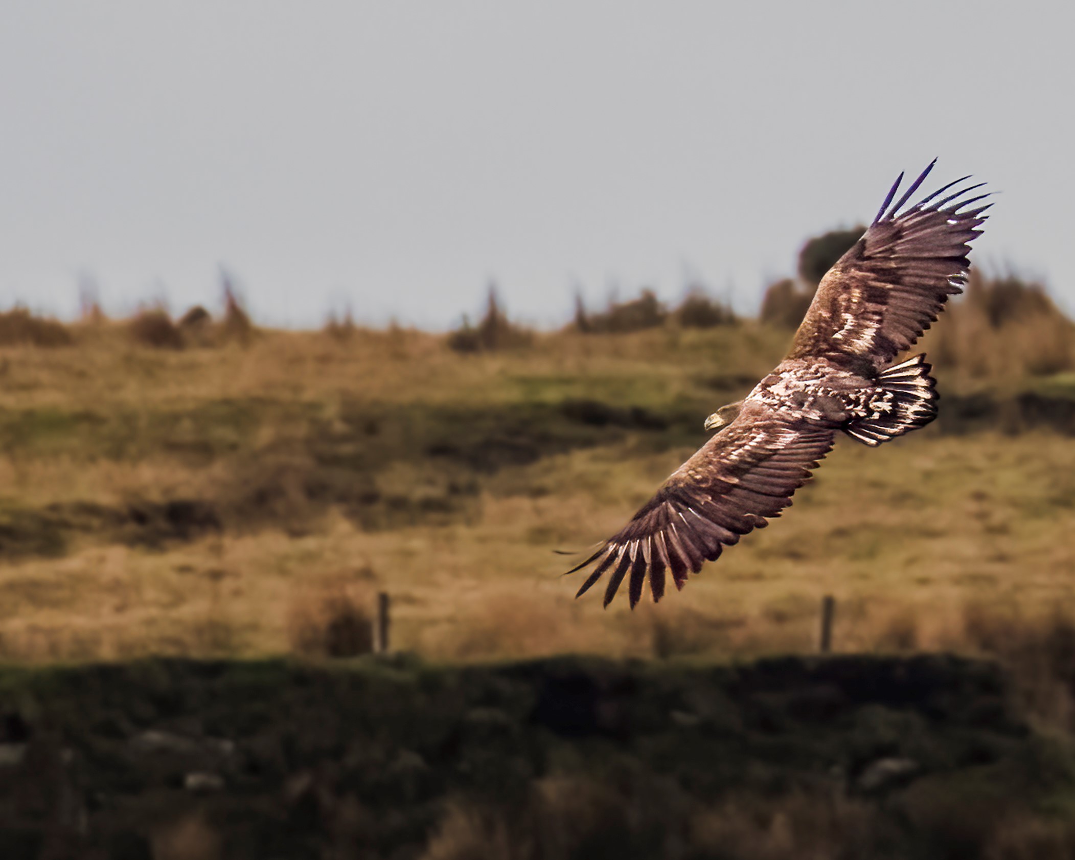 Birds of prey  Shropshire Wildlife Trust