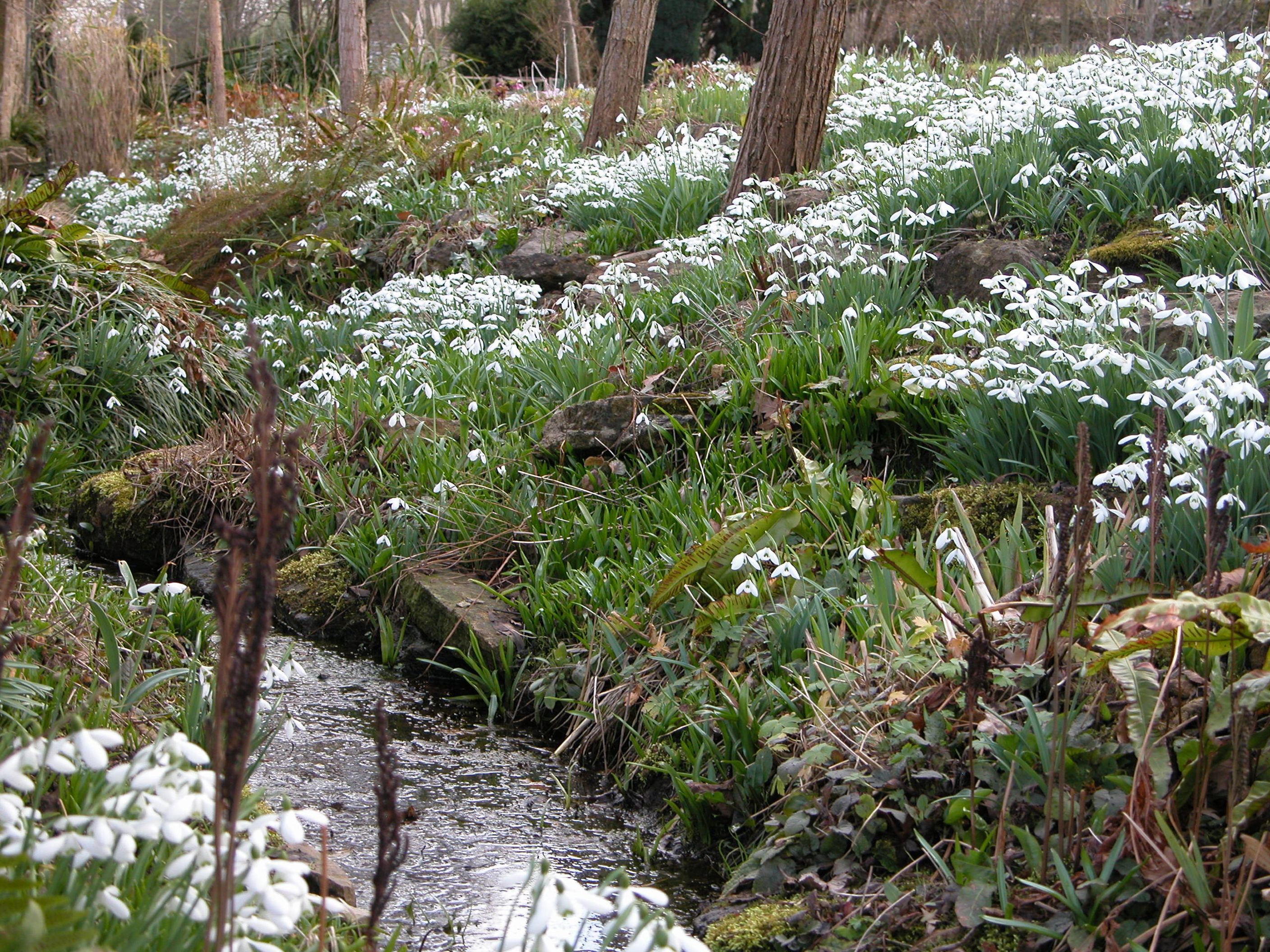 Snowdrops at East Lambrook Manor Gardens, Somerset (National Garden Scheme/PA)