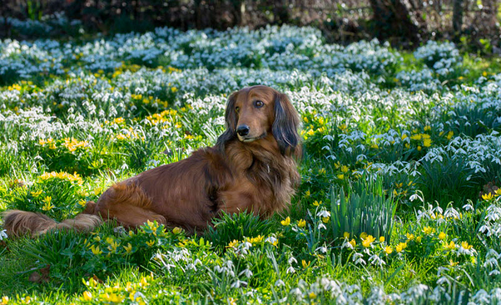 Otto the Dachshund in a drift of Galanthus nivalis at The Old Rectory (Bennet Smith/NGS/PA) 