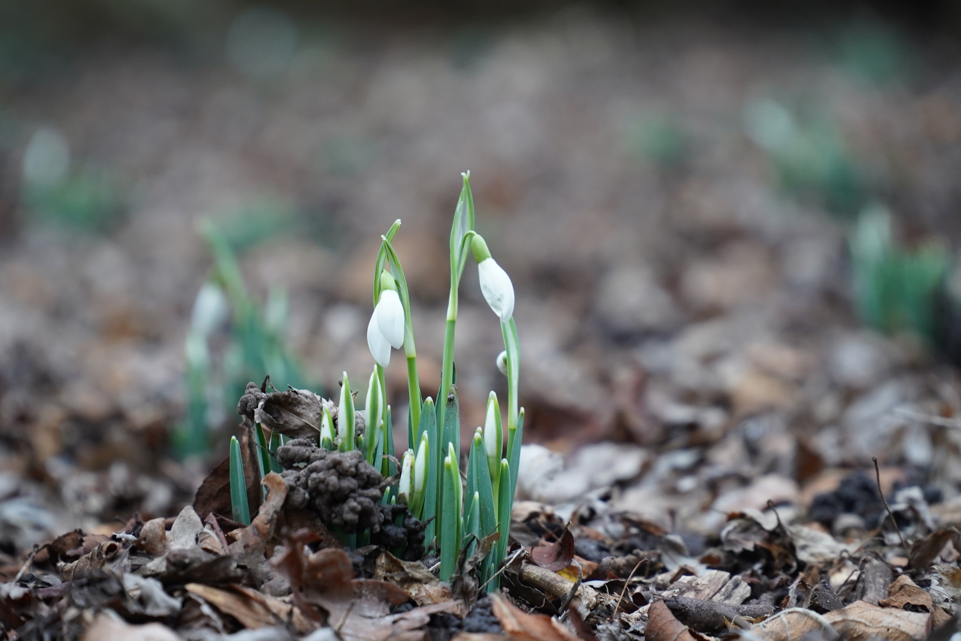 Snowdrops emerge at Timber Hill (National Garden Scheme/PA)