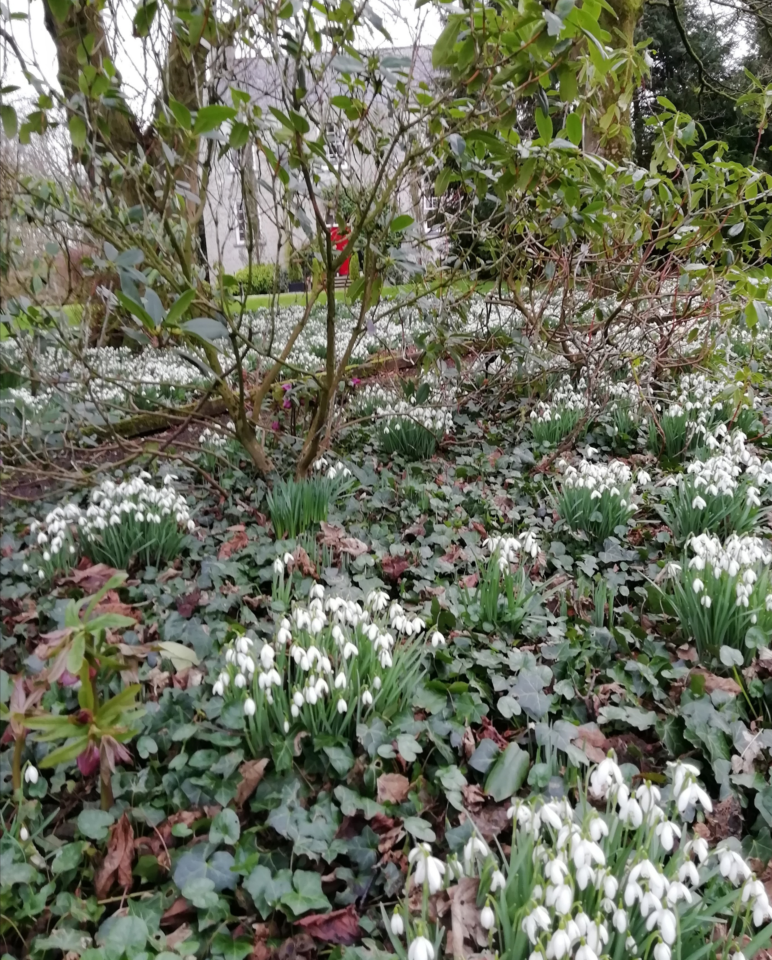 Snowdrops at Billy Old Rectory, Co. Antrim (National Garden Scheme/PA) 