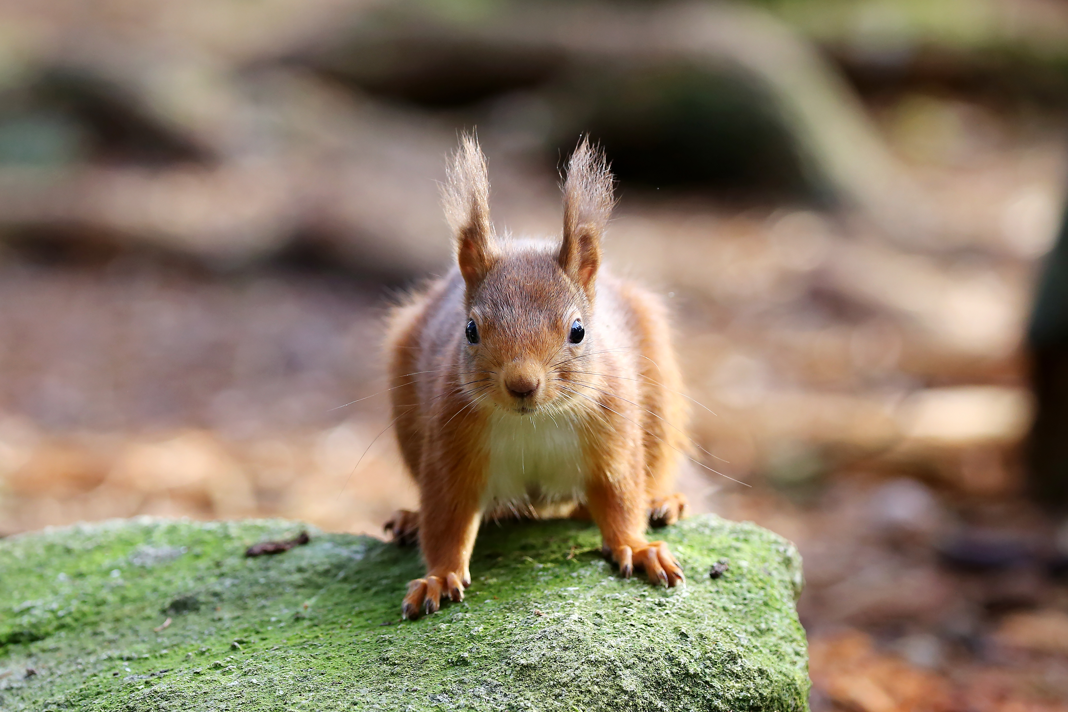 Red squirrel looking at the camera