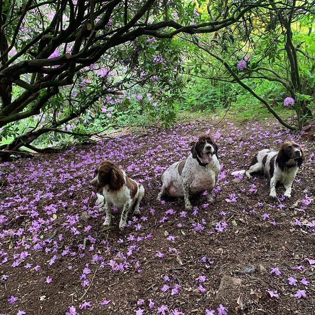 Philip and his new siblings as he embarks on his weight loss journey. copyright My Family Vets