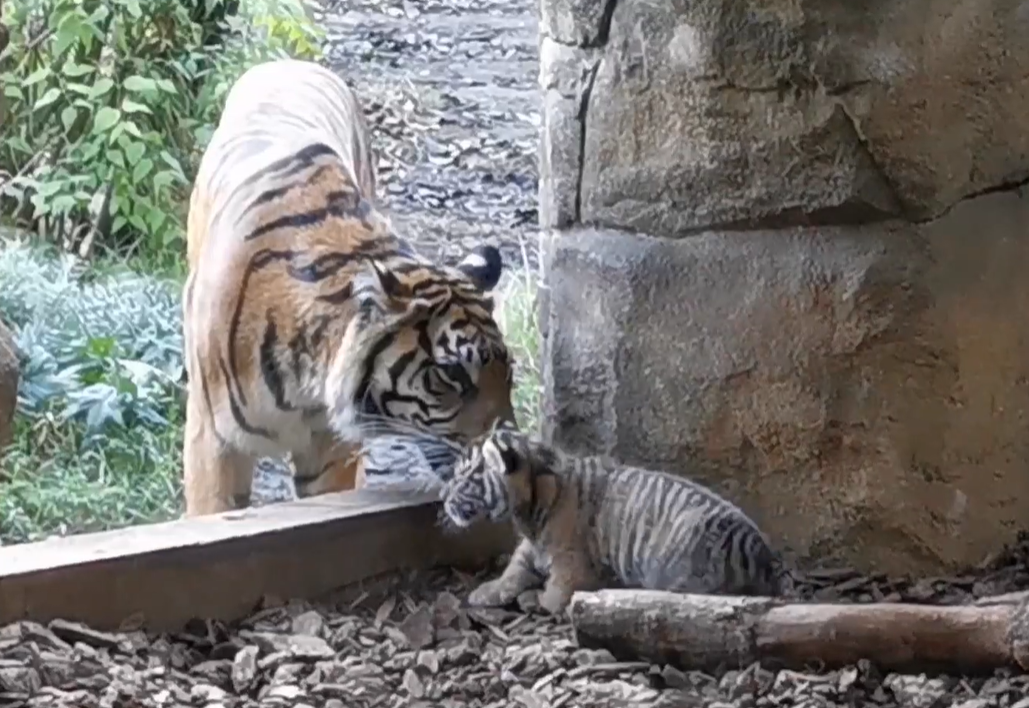 Zookeepers spotted the critically endangered Sumatran tiger cub's as it ventured outdoors in pursuit of its mother. 