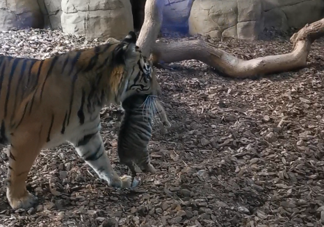 The cubs mother, Gaysha, carried the one-month-old outside for the first time in the afternoon sun, before taking the opportunity to stretch her legs.