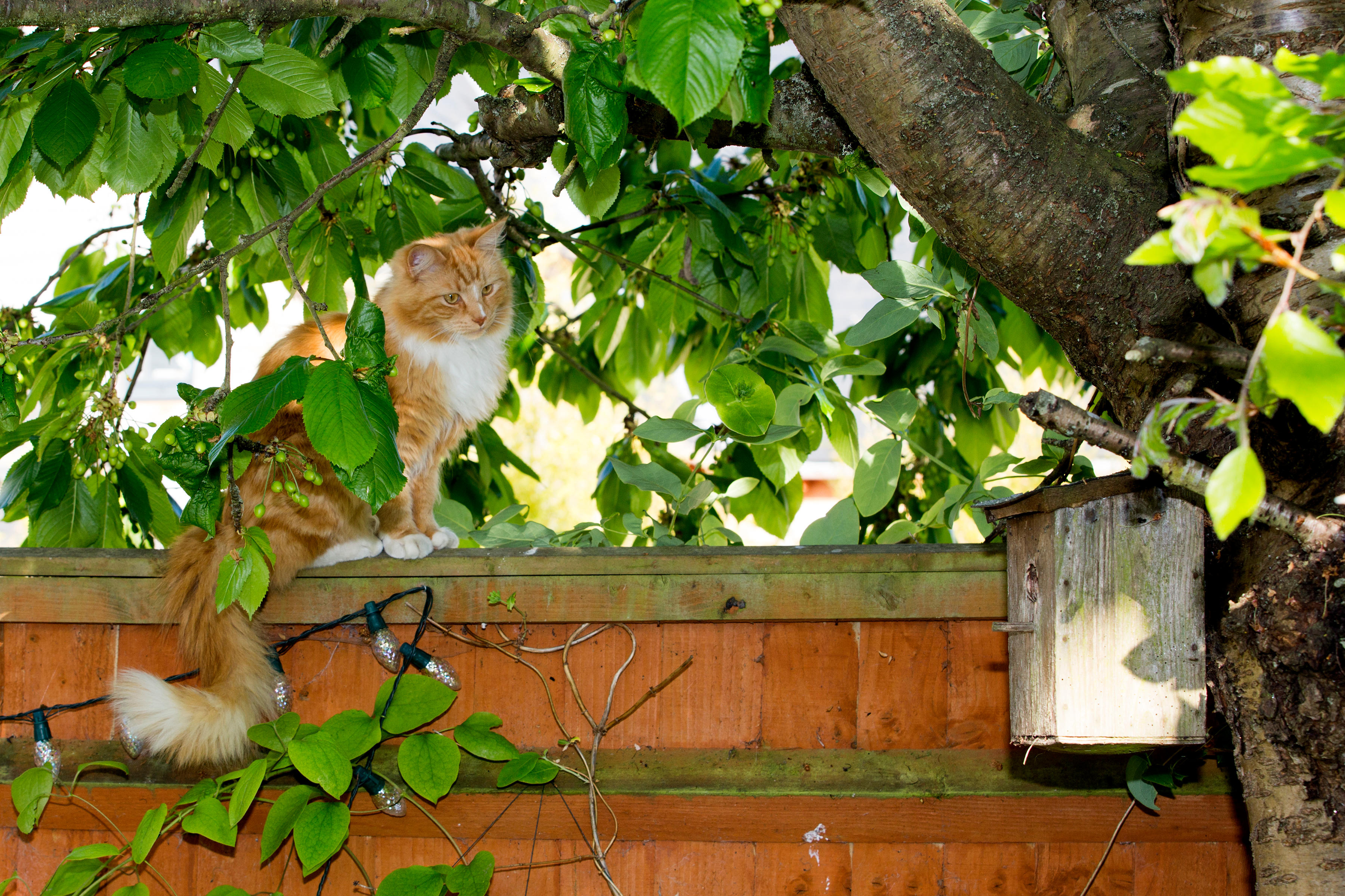 A cat looking at a nest box (Alamy/PA)