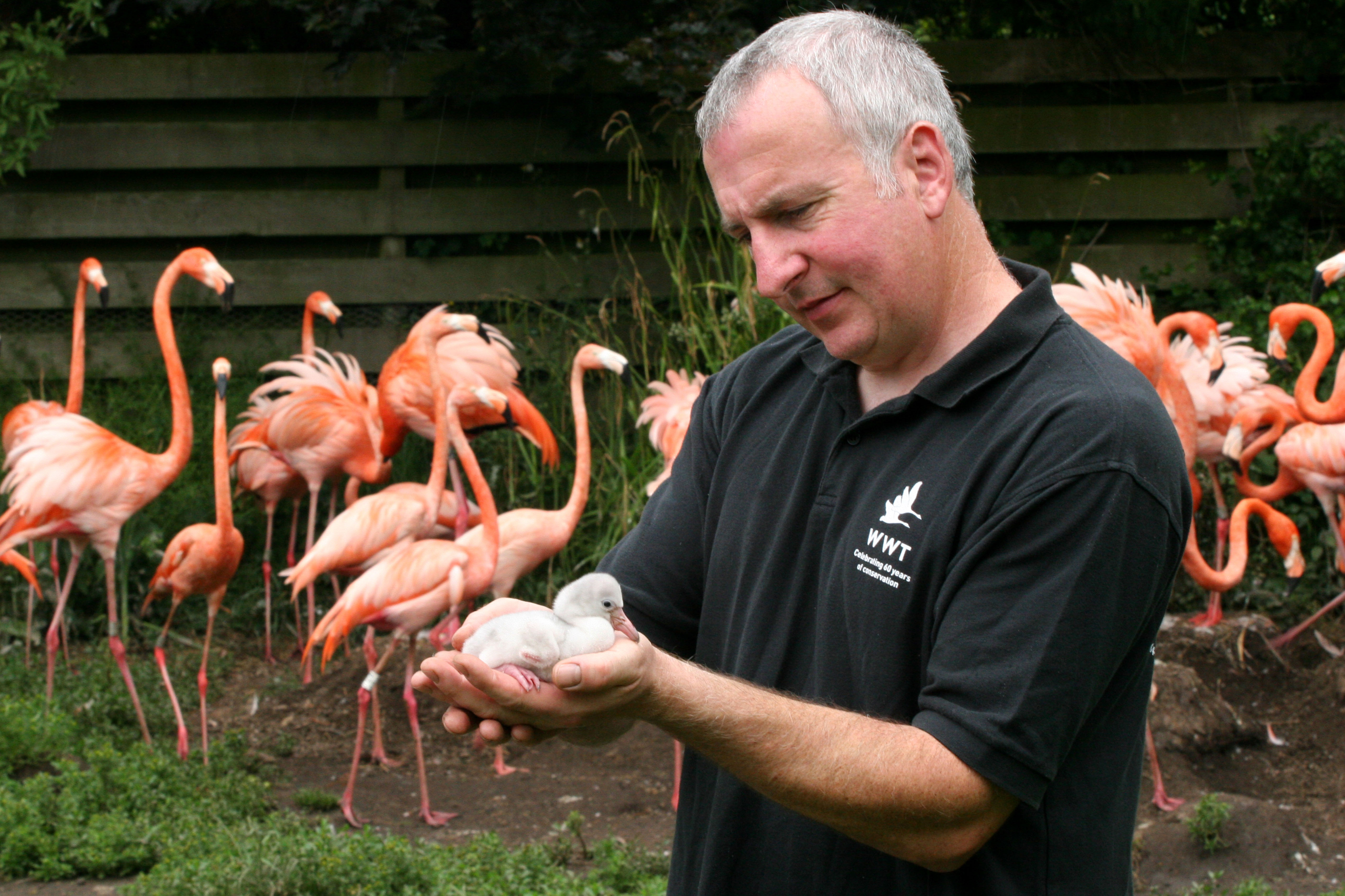 Man holding a bird, and flamingoes in the background