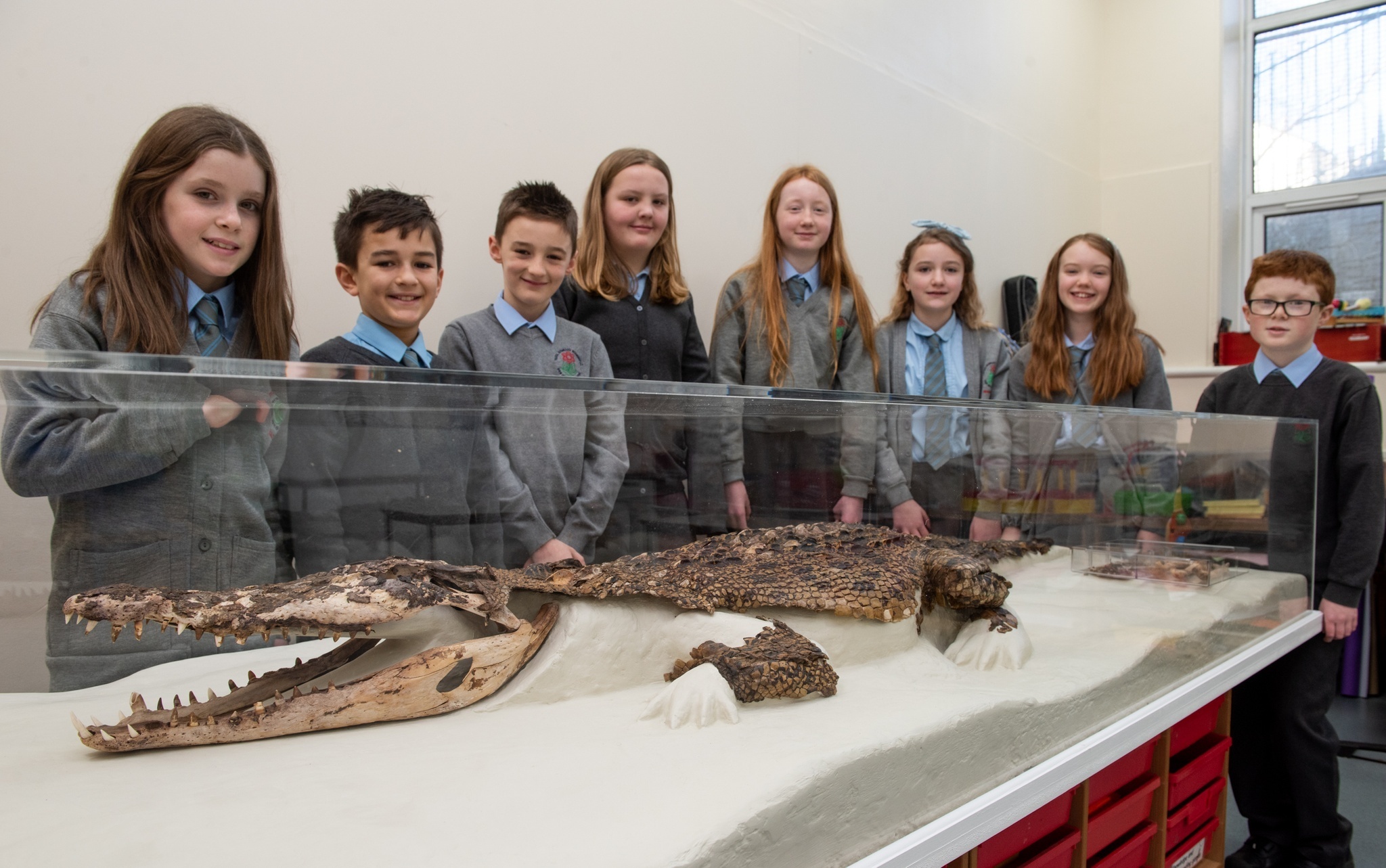 Pupils stand next to the displayed remains of a 102-year-old crocodile