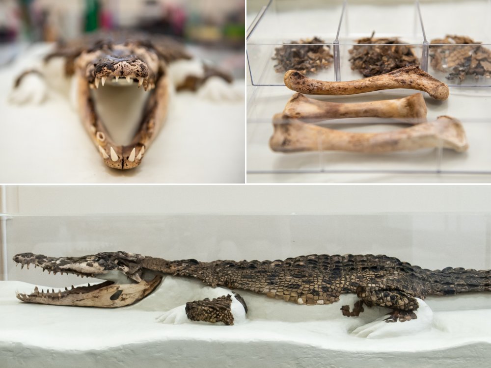 the displayed remains of a 102-year-old crocodile
