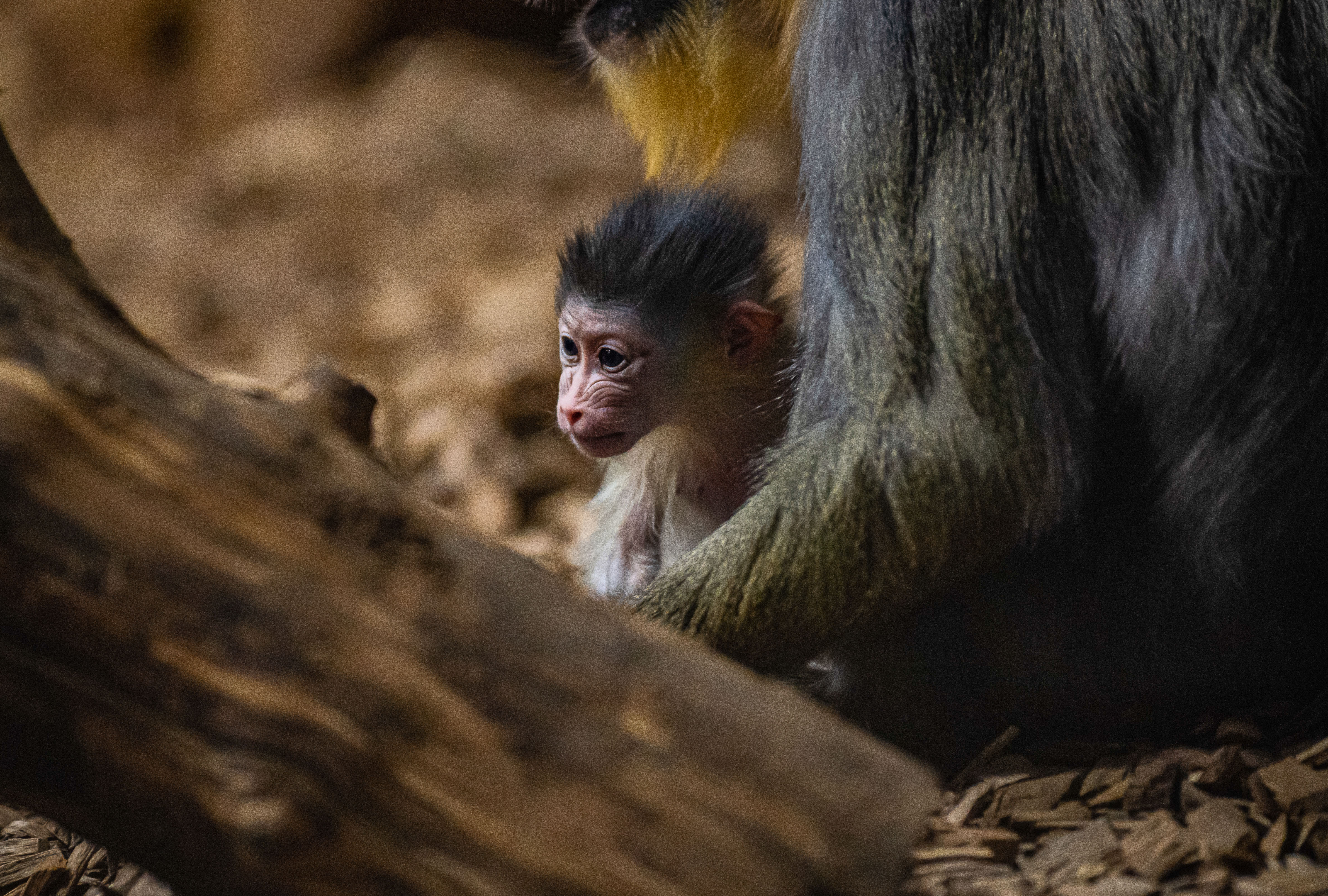 A baby mandrill at Chester Zoo