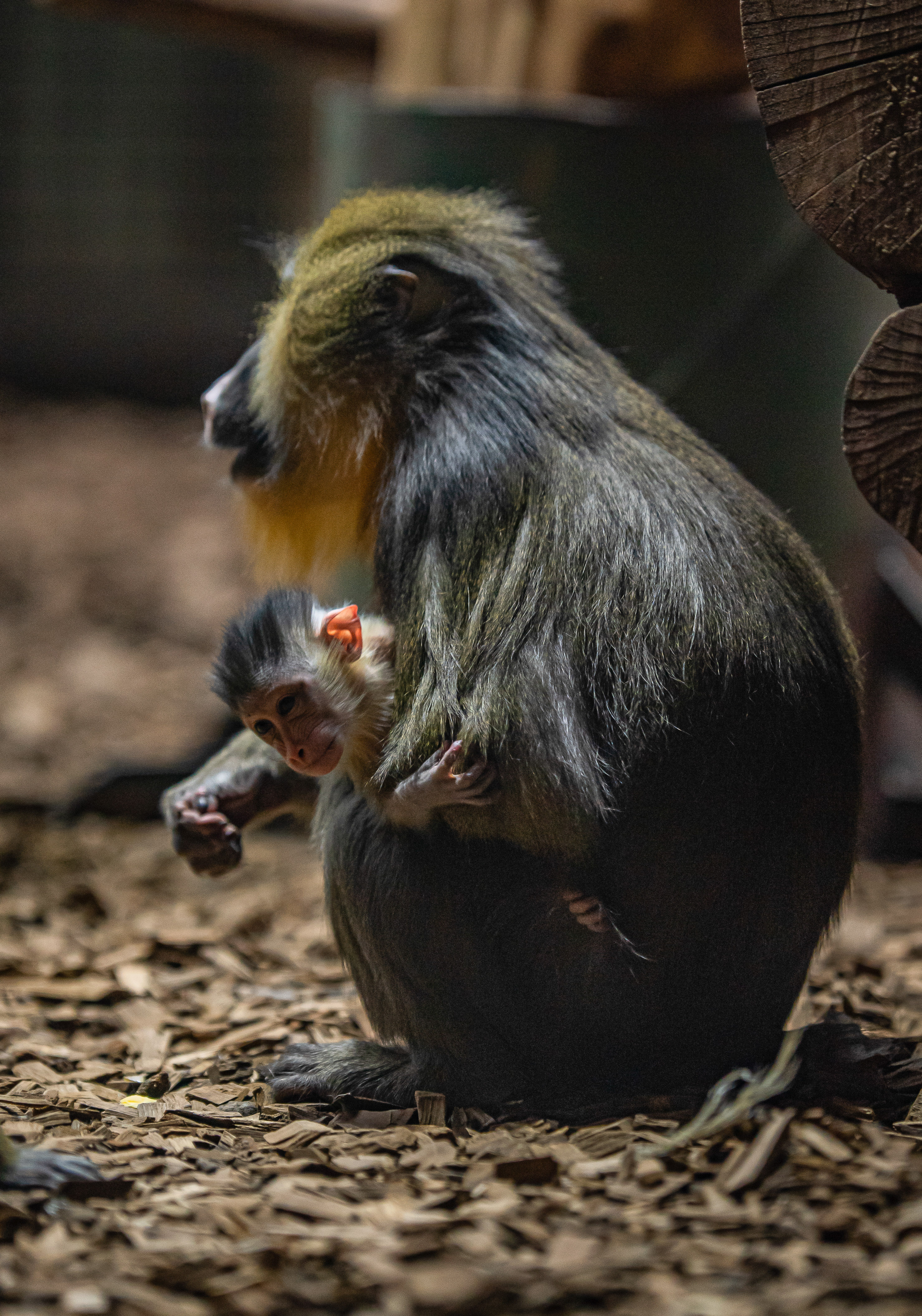 A baby mandrill at Chester Zoo