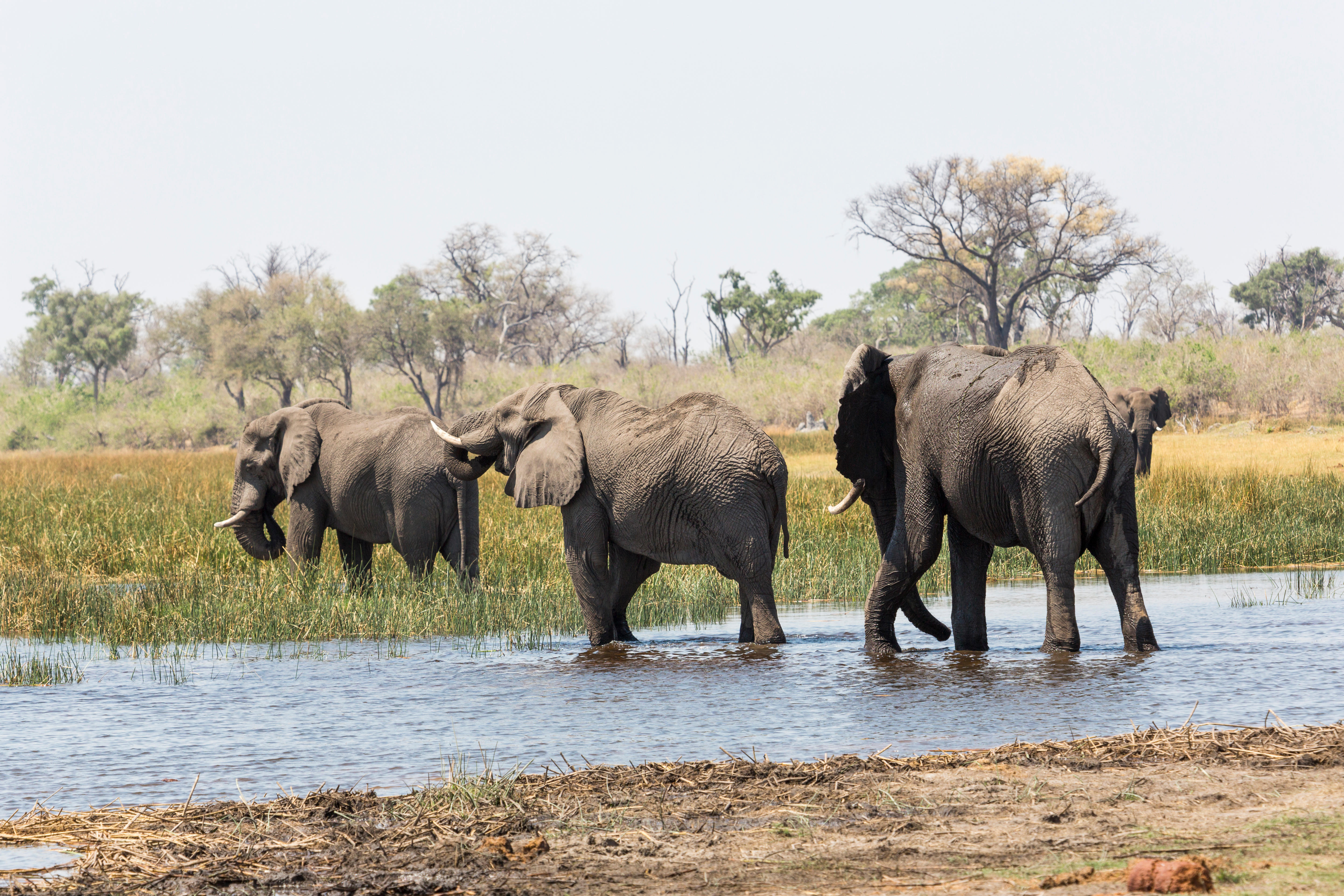 Elephants walking in water
