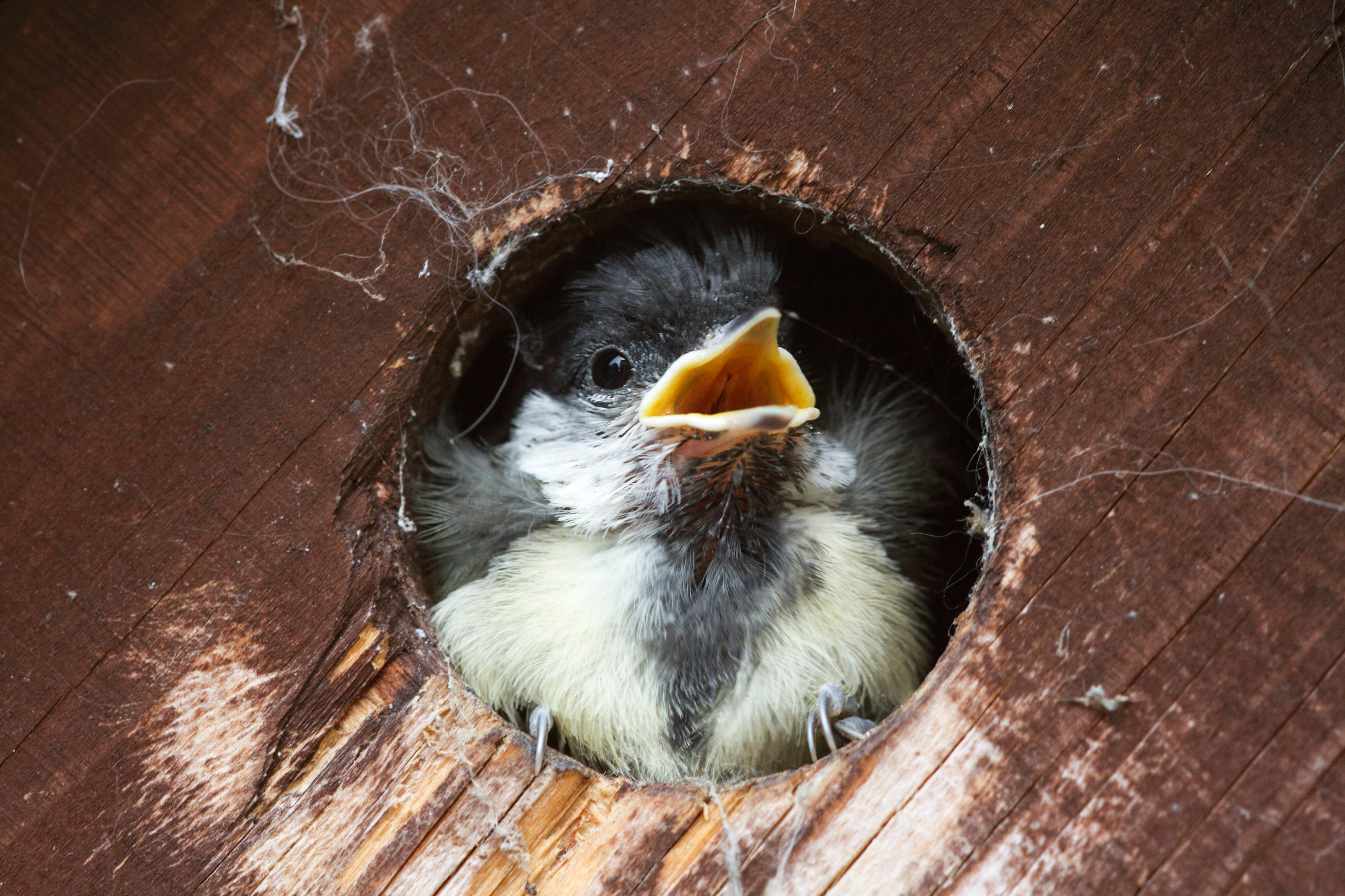 A great tit fledgling peeks out of a nest box (Alamy/PA)