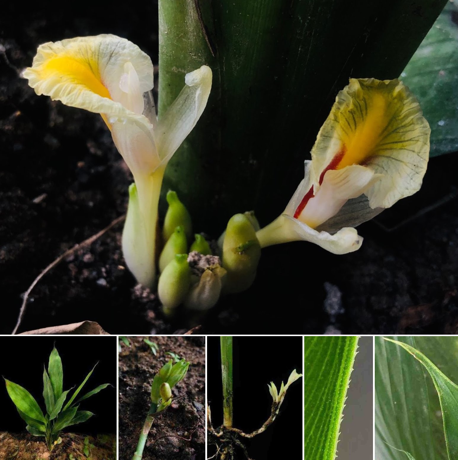 Amomum foetidum, a plant from the ginger family (Thawatphong Boonma/PA)