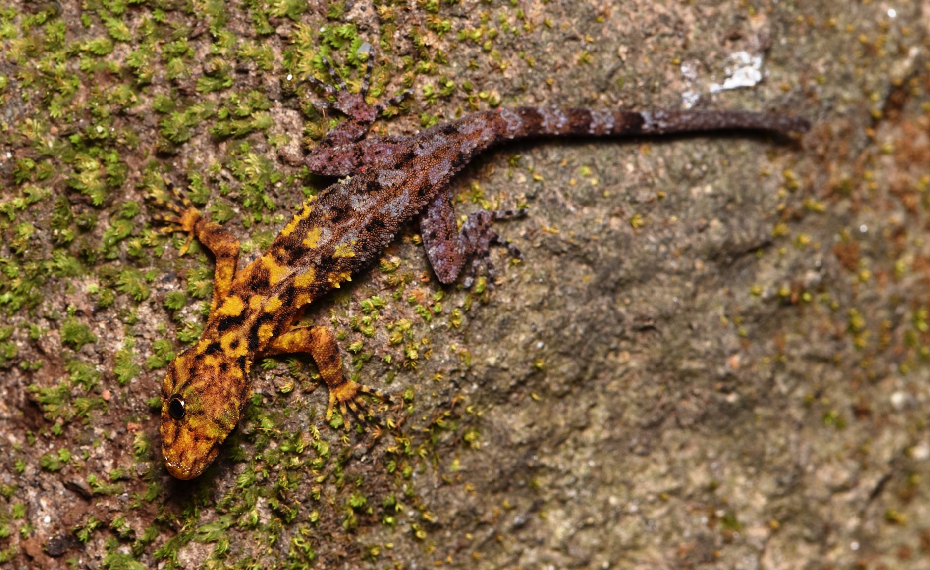 Thailand’s San Phueng rock gecko ( Mali NaiduMangchan/PA)