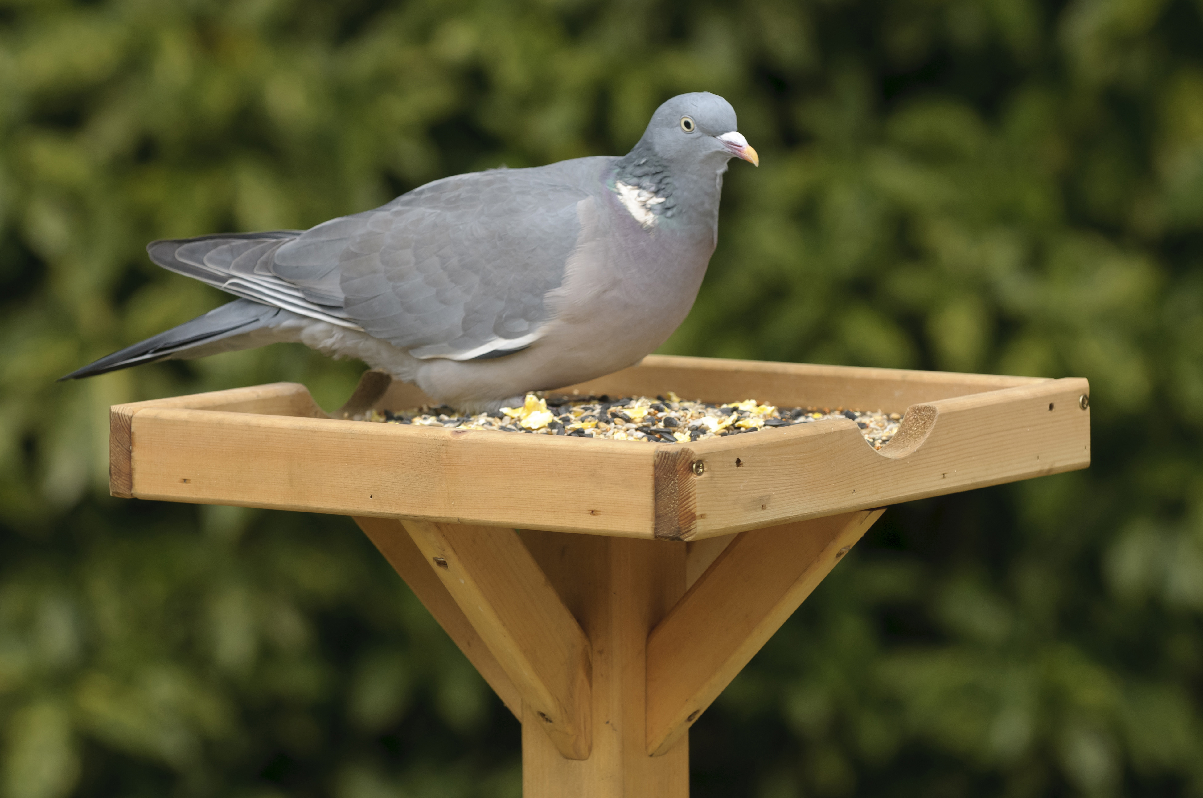 Woodpigeon on a bird table 