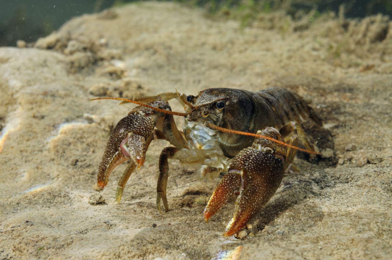 Rare whiteclawed crayfish rediscovered in nature reserve after three