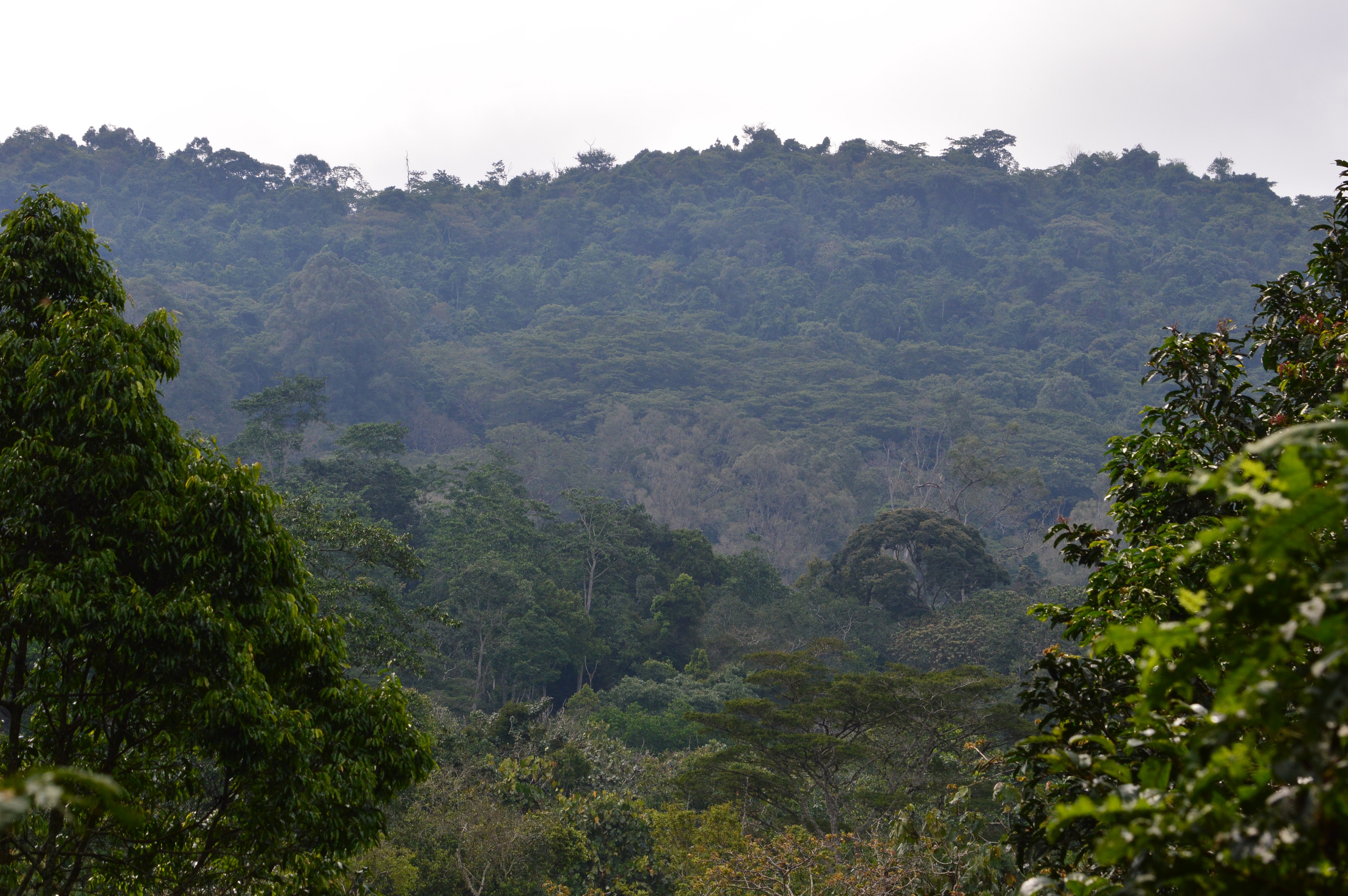 Dr Alvin Helden of Anglia Ruskin University found the new species of leafhopper, which he has named Phlogis kibalensis, in the rainforest of the Kibale National Park in western Uganda. (Anglia Ruskin University/ PA)