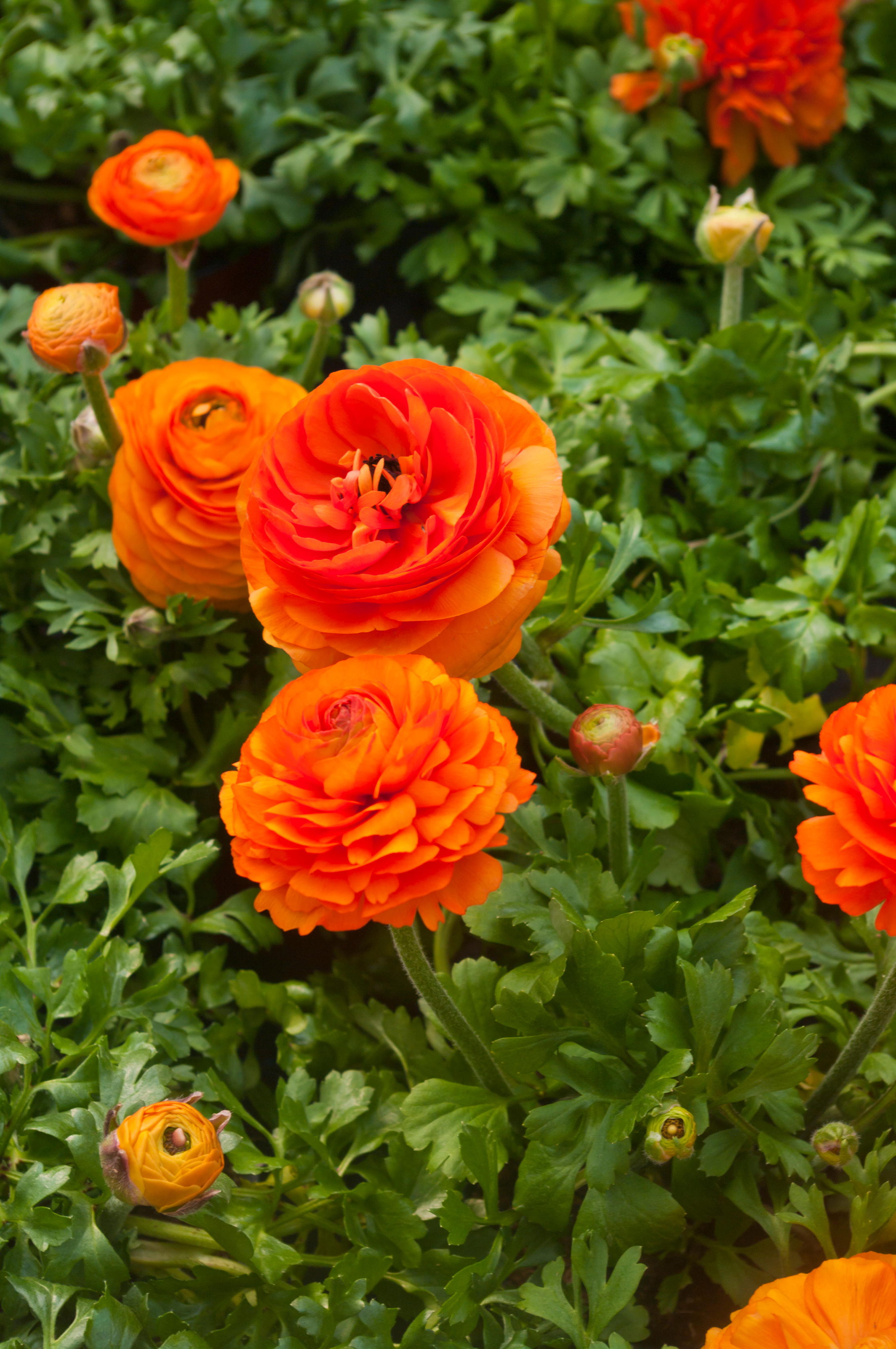 Orange ranunculus (Alamy/PA)