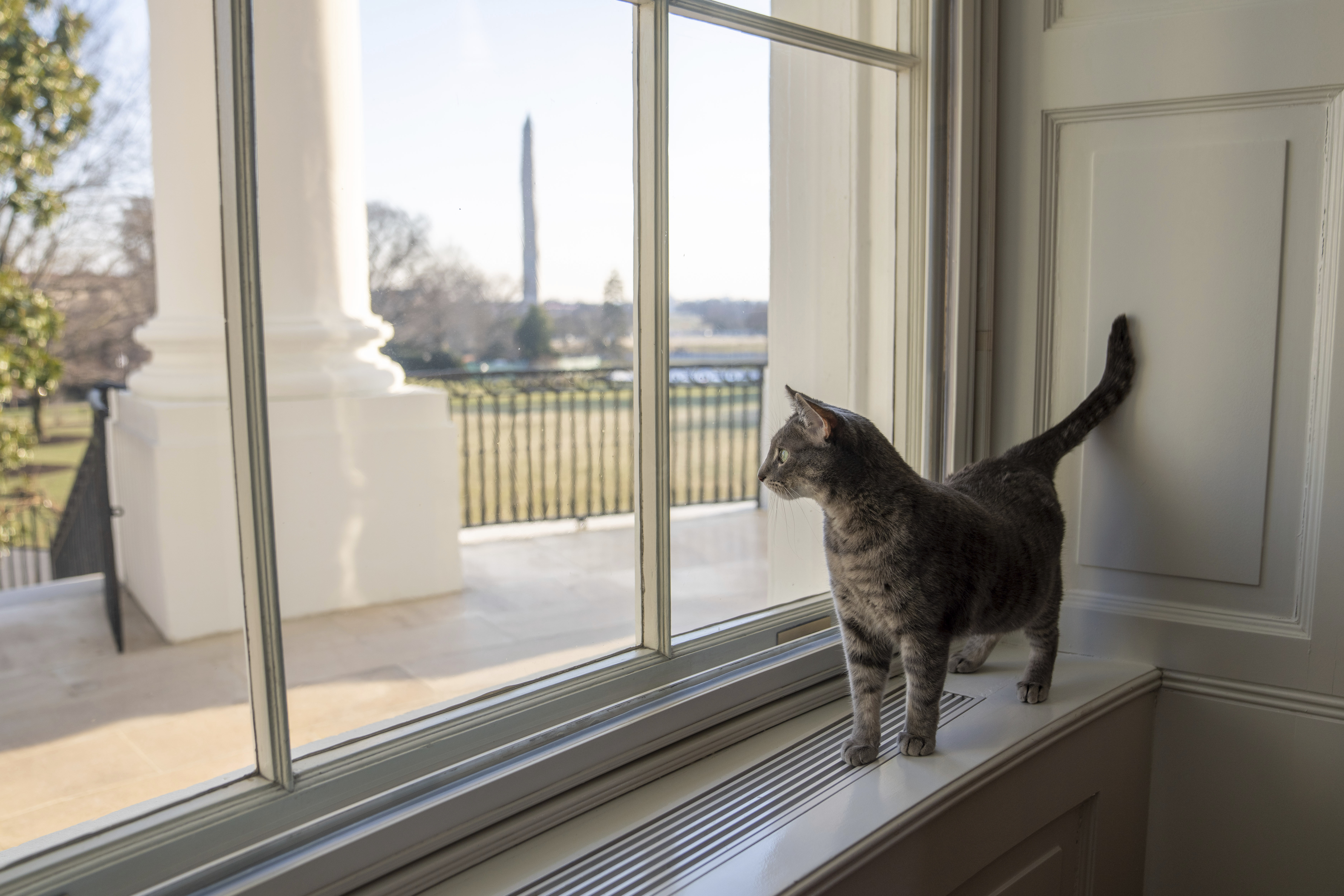 Biden cat