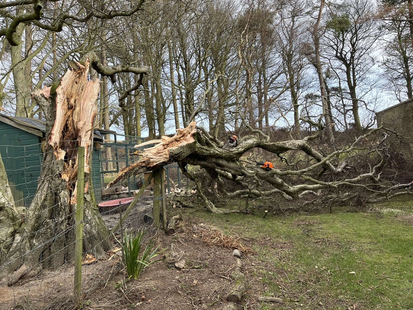 Fallen tree in Clare Stirling-Turnbull garden