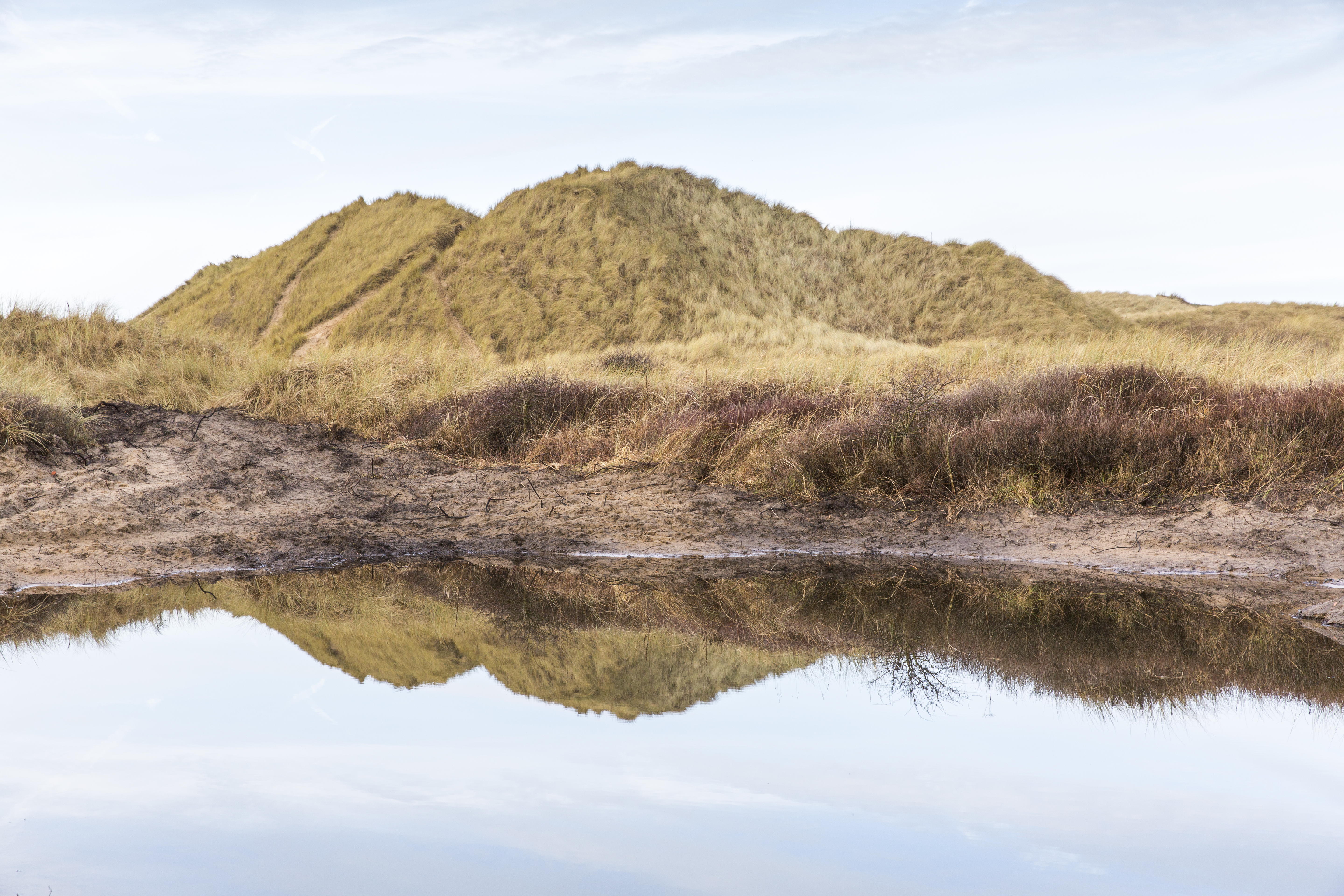 New breeding pool created as part of efforts to help natterjack toads 