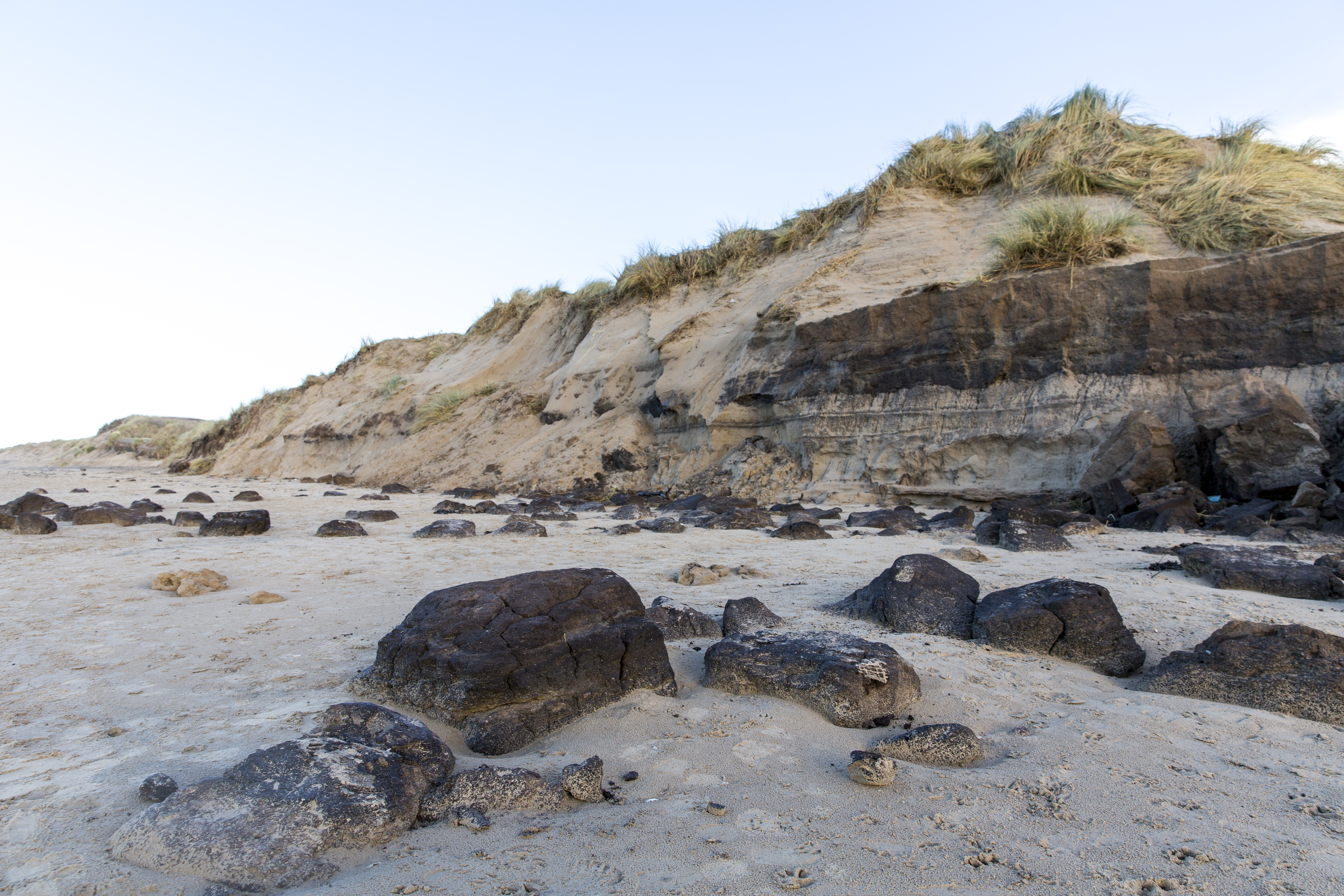 Tobacco in the sand at Formby with the "tobacco cliffs" behind 