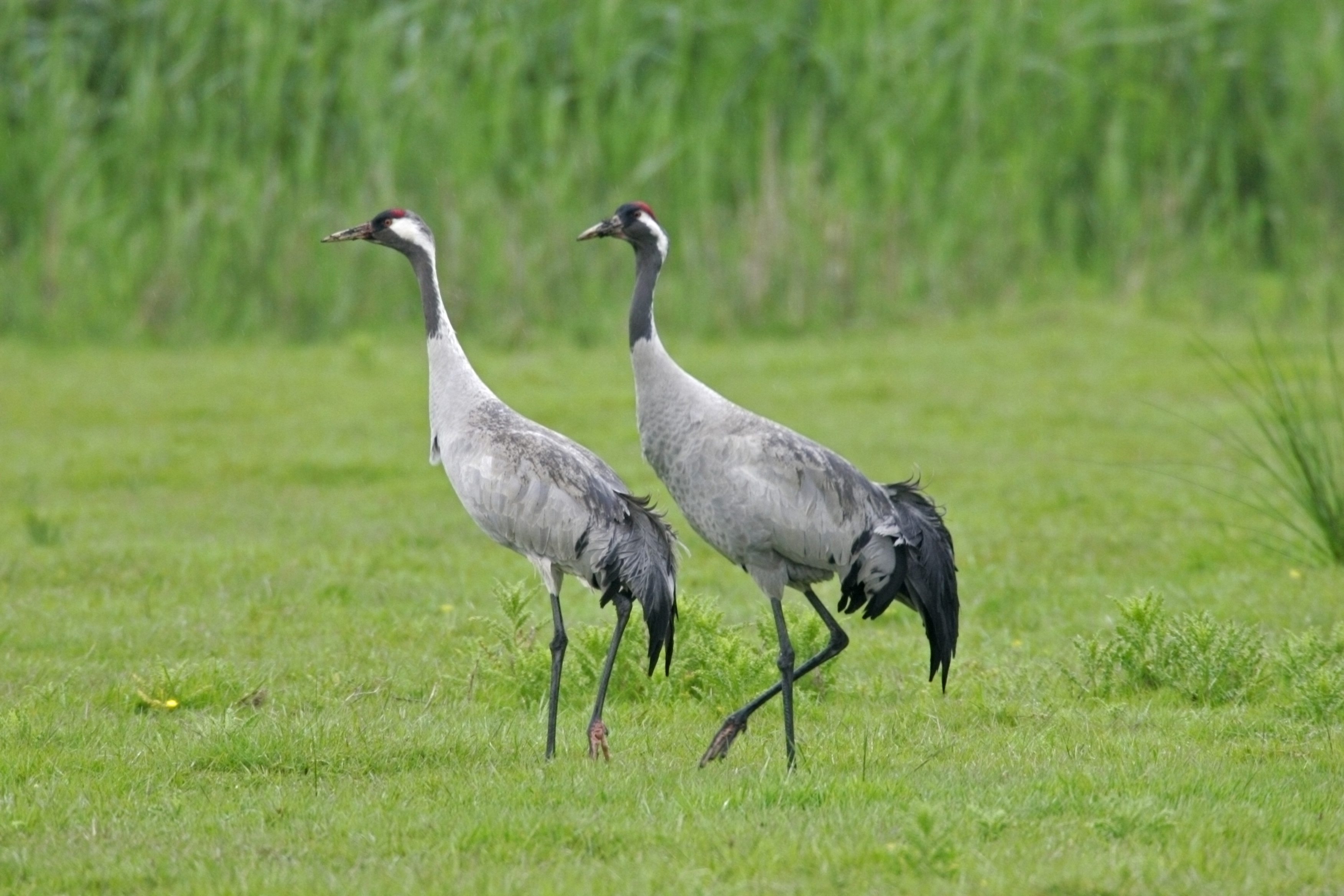 Common Cranes which have made a comeback to the UK 