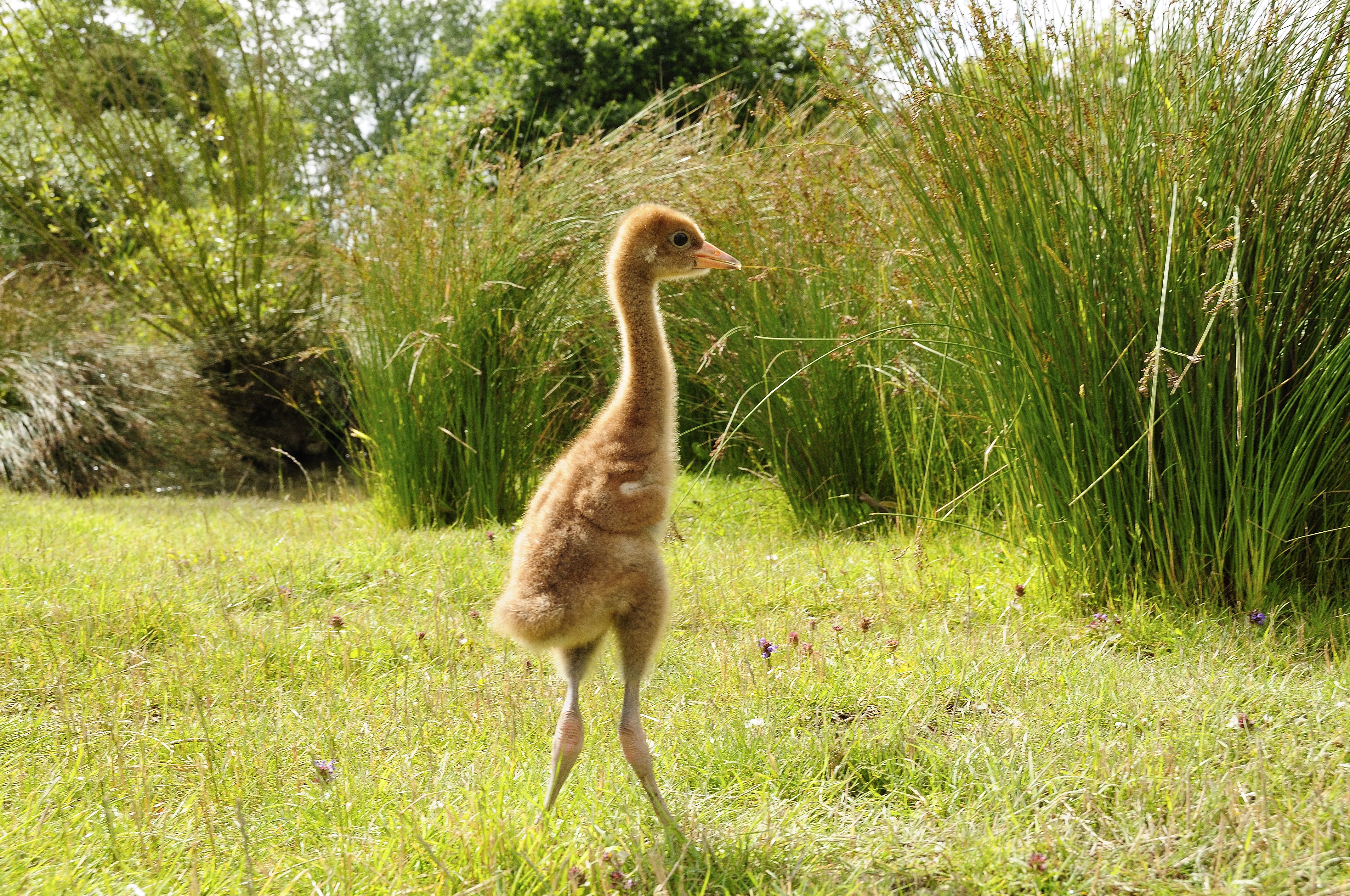 Three week old captive reared crane chick at Wildfowl and Wetlands Trust, Slimbridge, Gloucestershire 