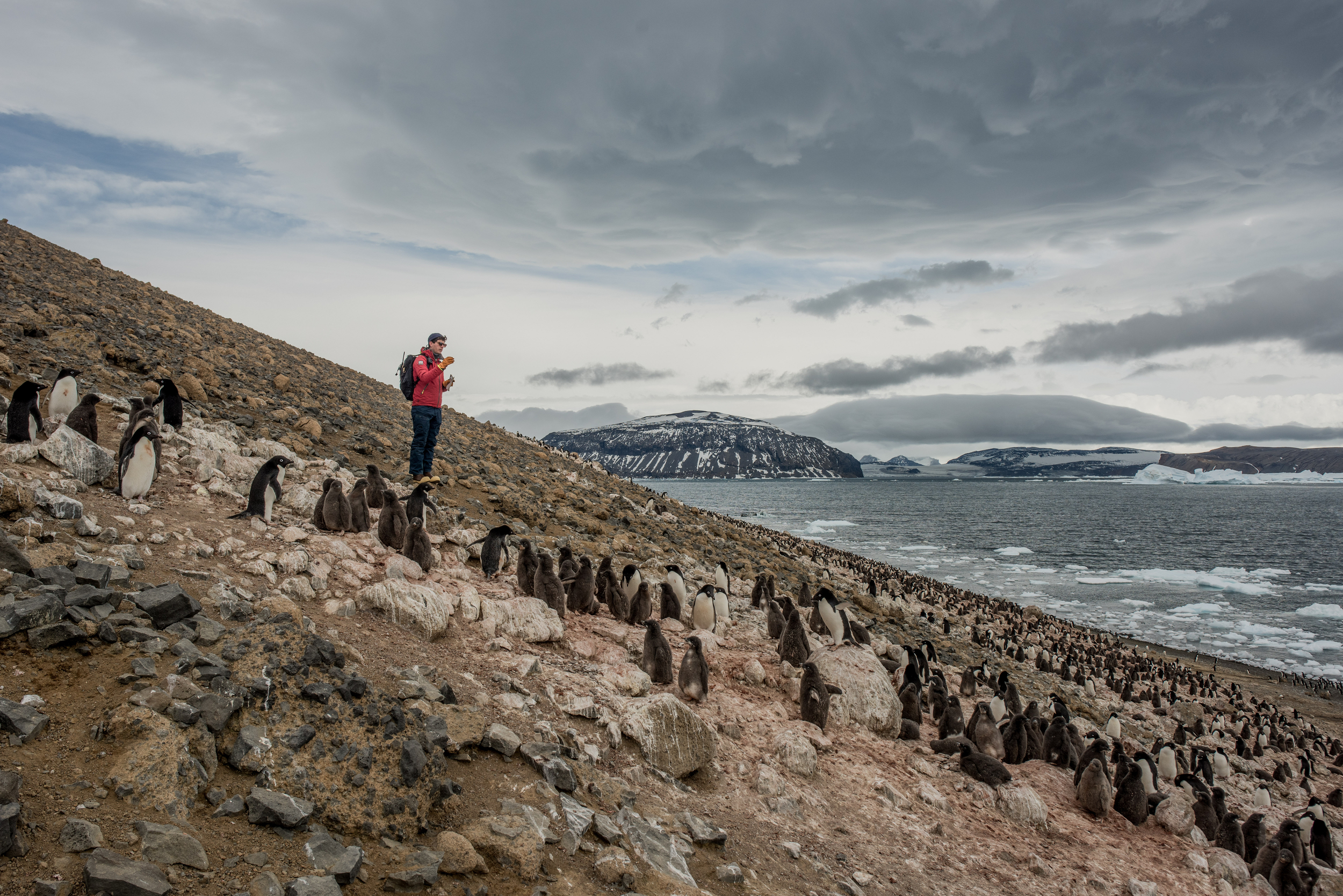 Scientist Dr Alex Borowicz from Stony Brook University counts penguin chicks in an Adelie penguin colony in Vortex Island, Antarctica
