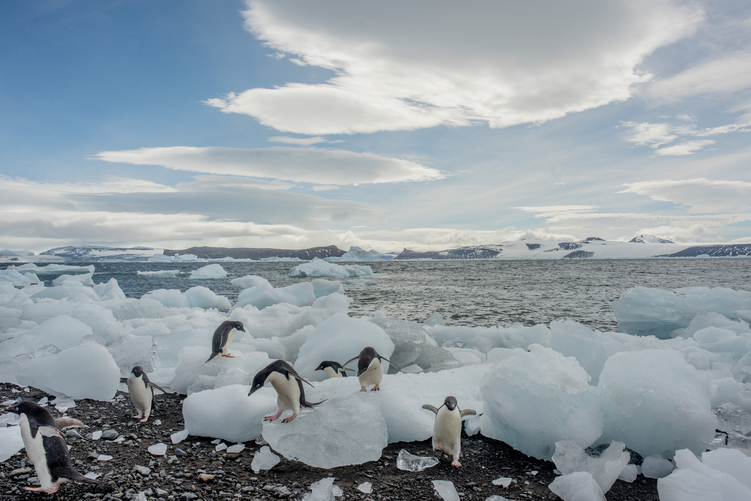 Adelie penguin at a colony on Vortex Island, Antarctica