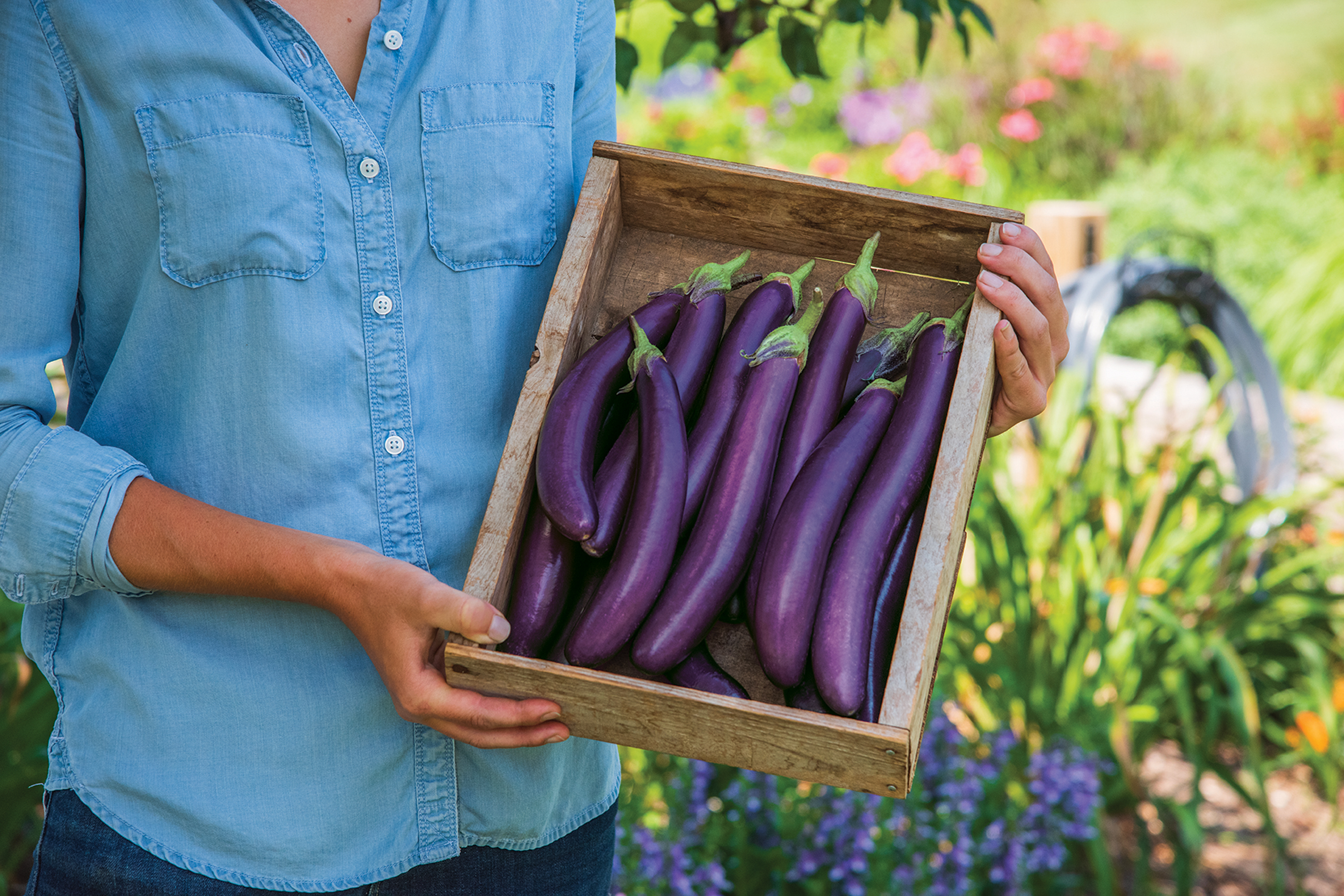 Aubergine 'Purple Knight (Burpee Europe/PA)