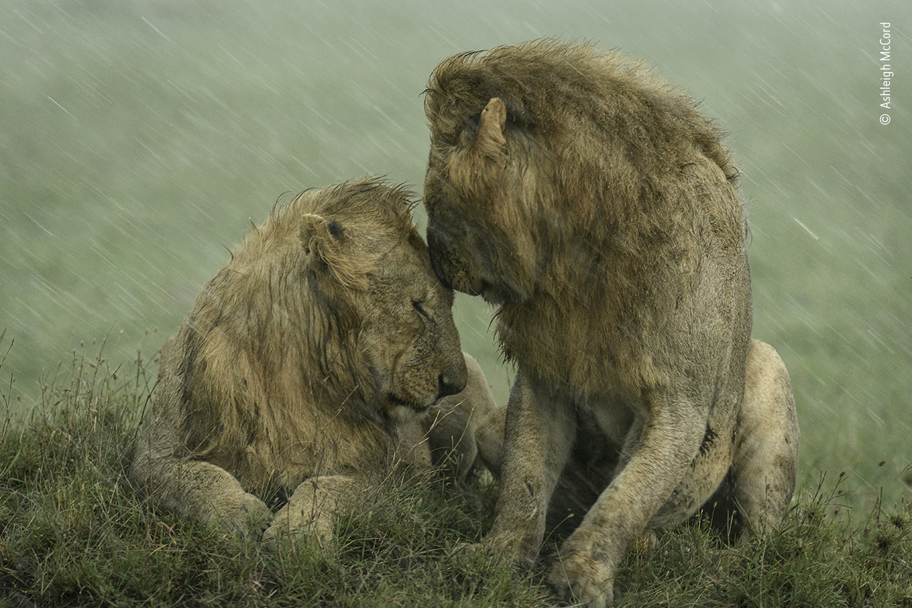Shelter from the Rain, a shot of two male lions in the Maasai Mara (Ashleigh McCord/Wildlife Photographer of the Year/PA)