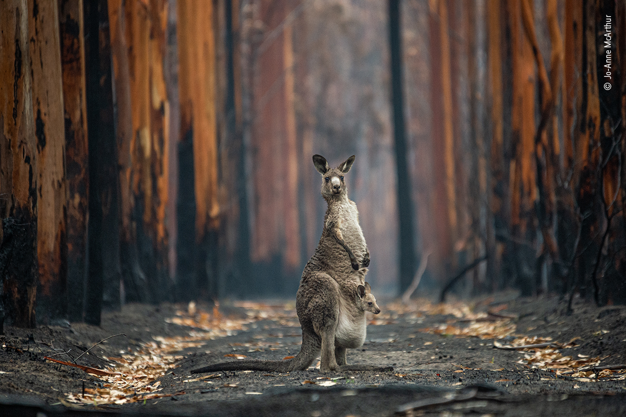 Hope in a burned plantation, taken by Jo-Anne McArthur, from Canada (Jo-Anne McArthur/ Wildlife Photographer of the Year/PA)