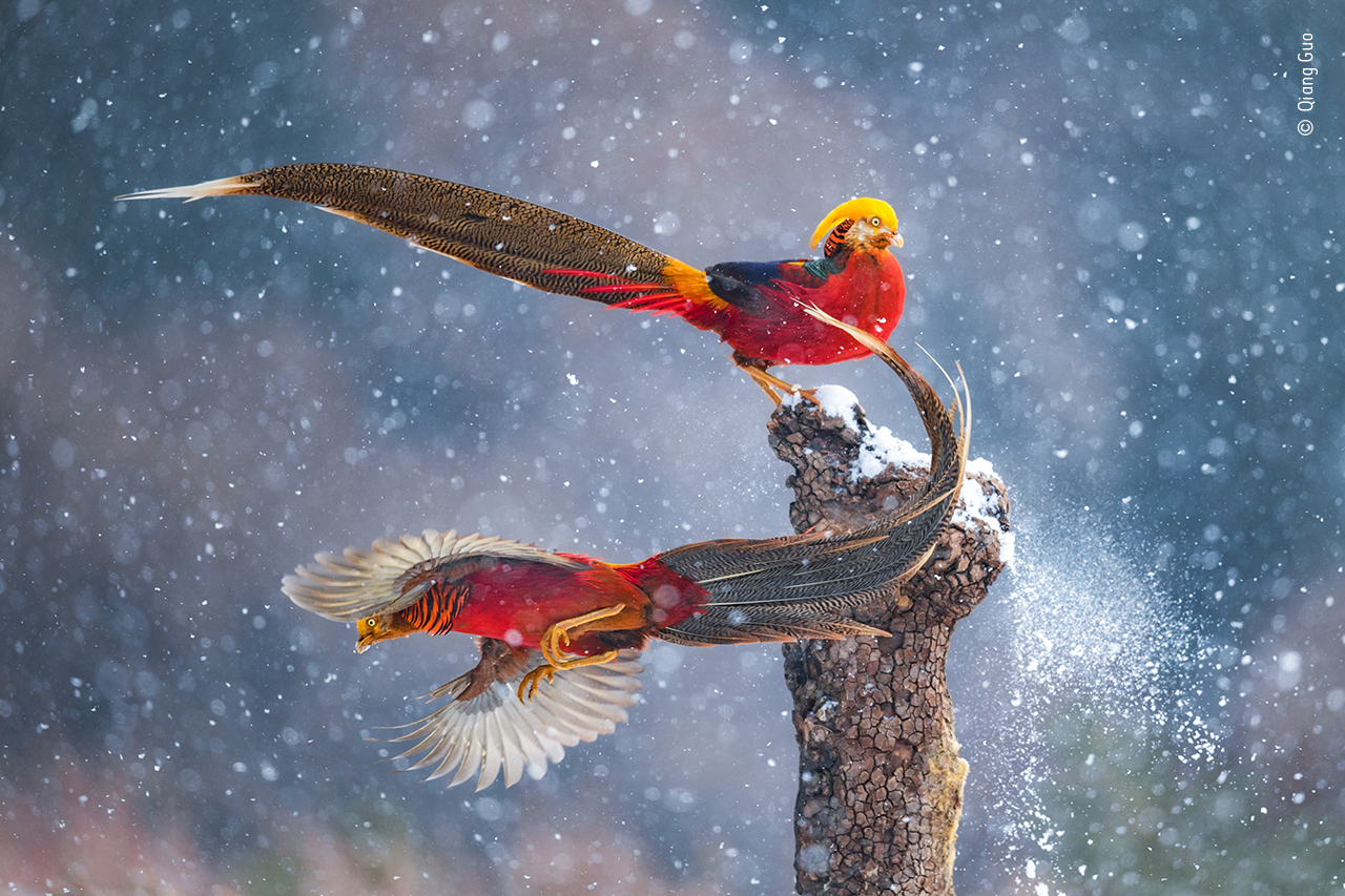 Dancing in the snow, a shot of two male golden pheasants in China (Qian Guo/ Wildlife Photographer of the Year/PA)