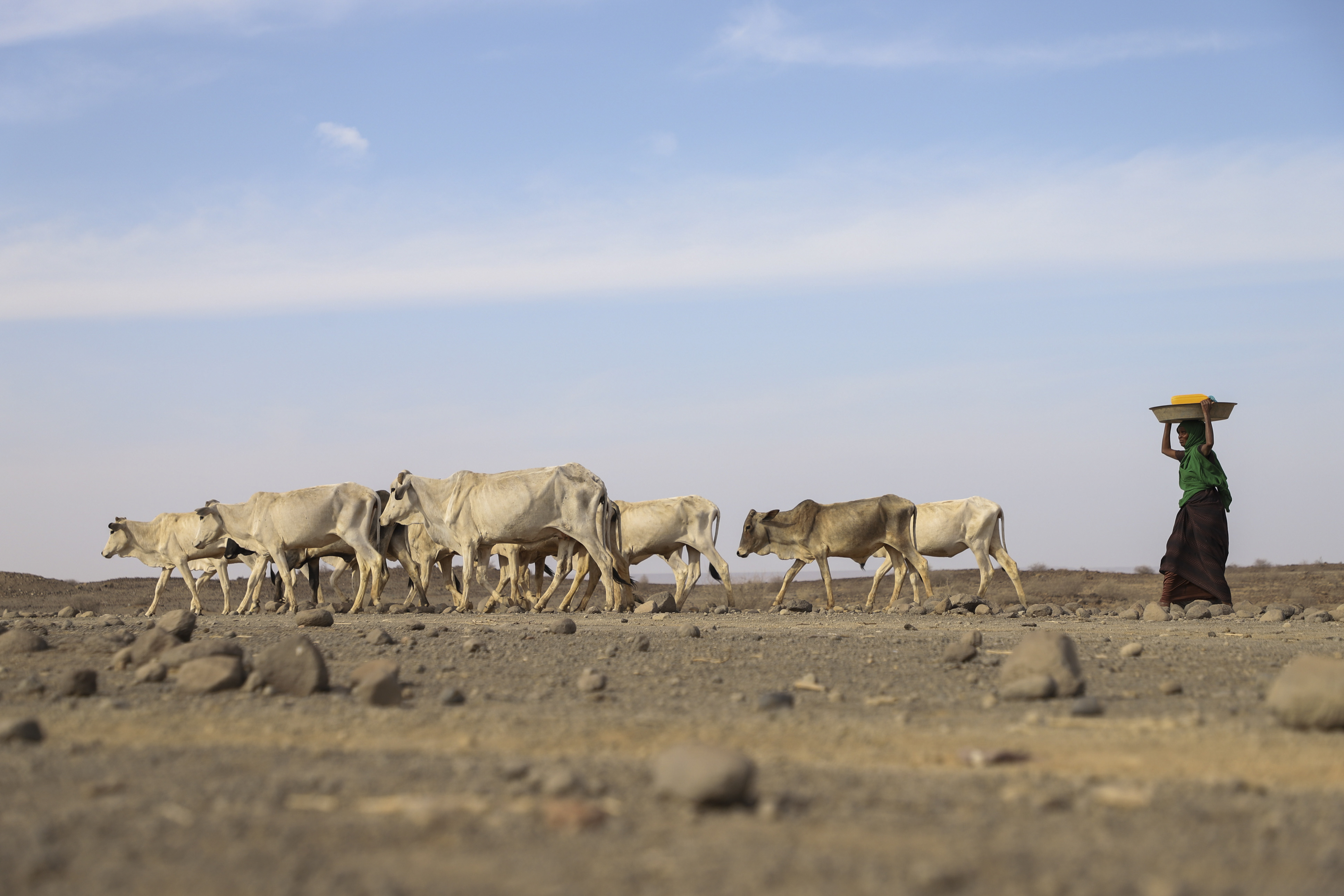 A woman follows drought-affected livestock in Ethiopia
