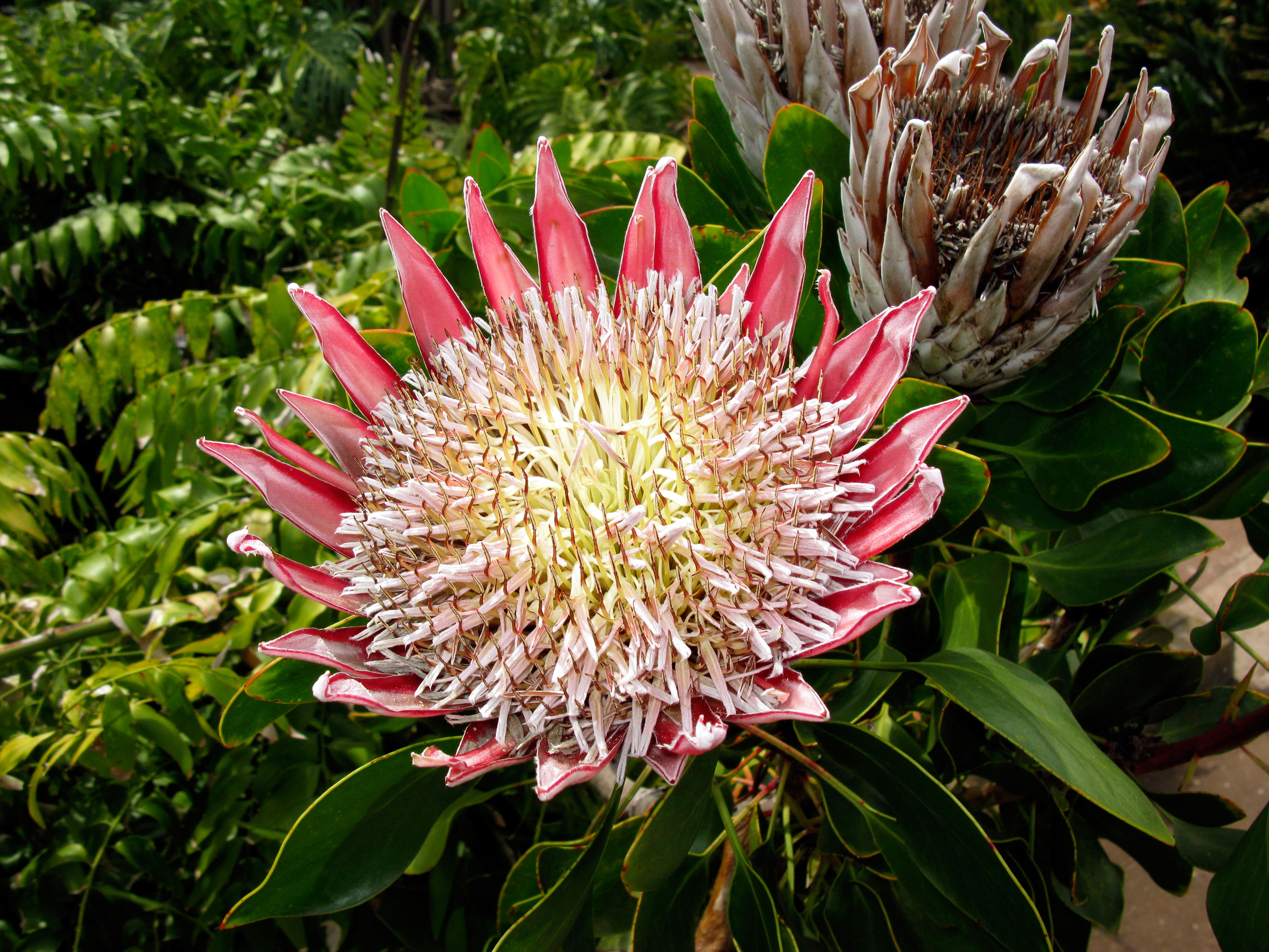 A protea flower (Alamy/PA)