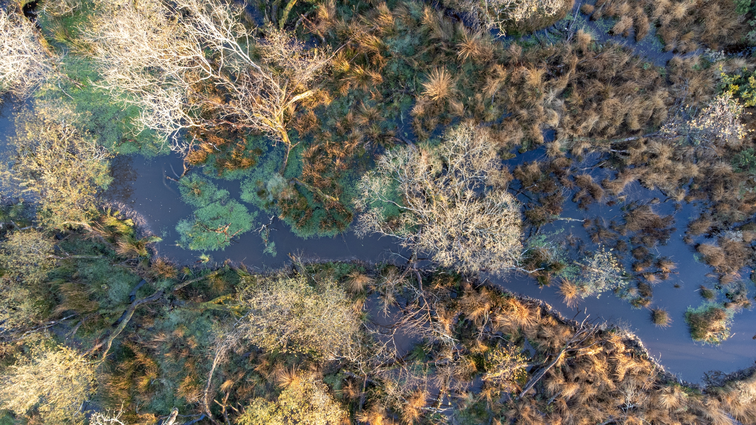 Aerial view of a wetland landscape modified by beavers