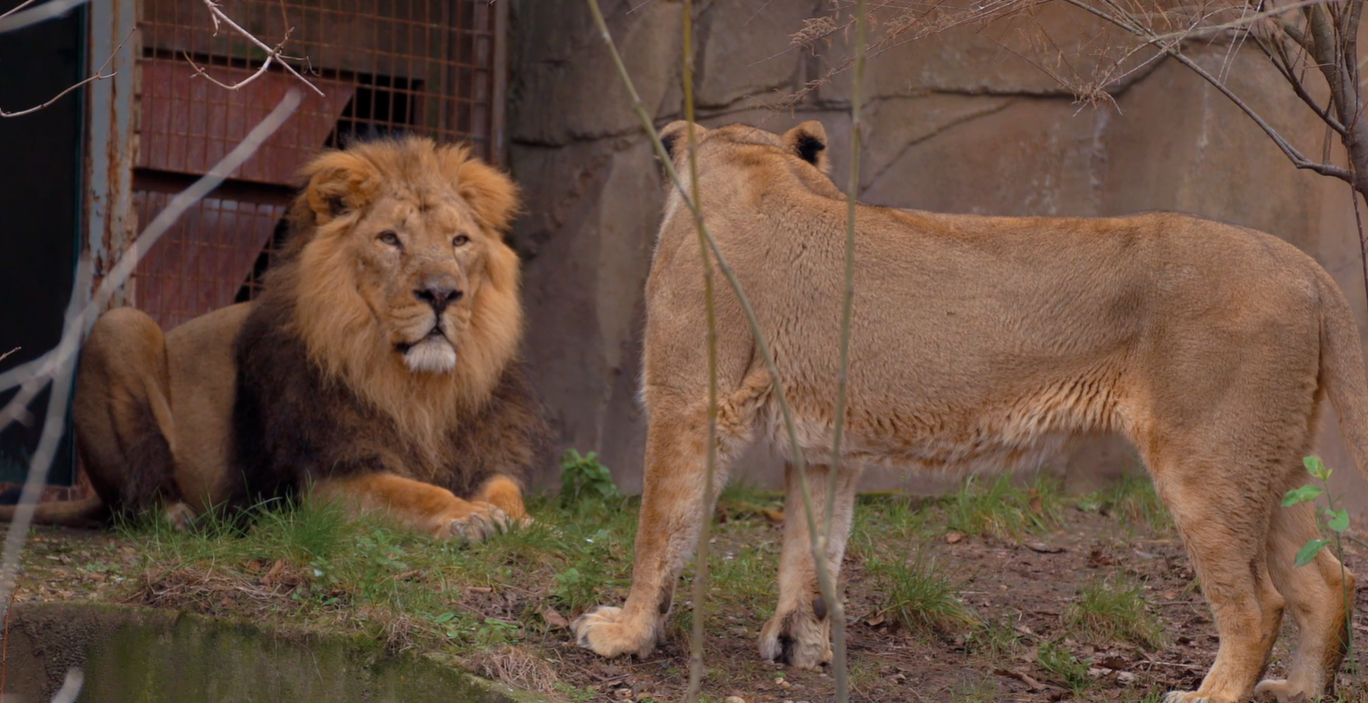 Lioness Arya, with her mate, Bhanu.