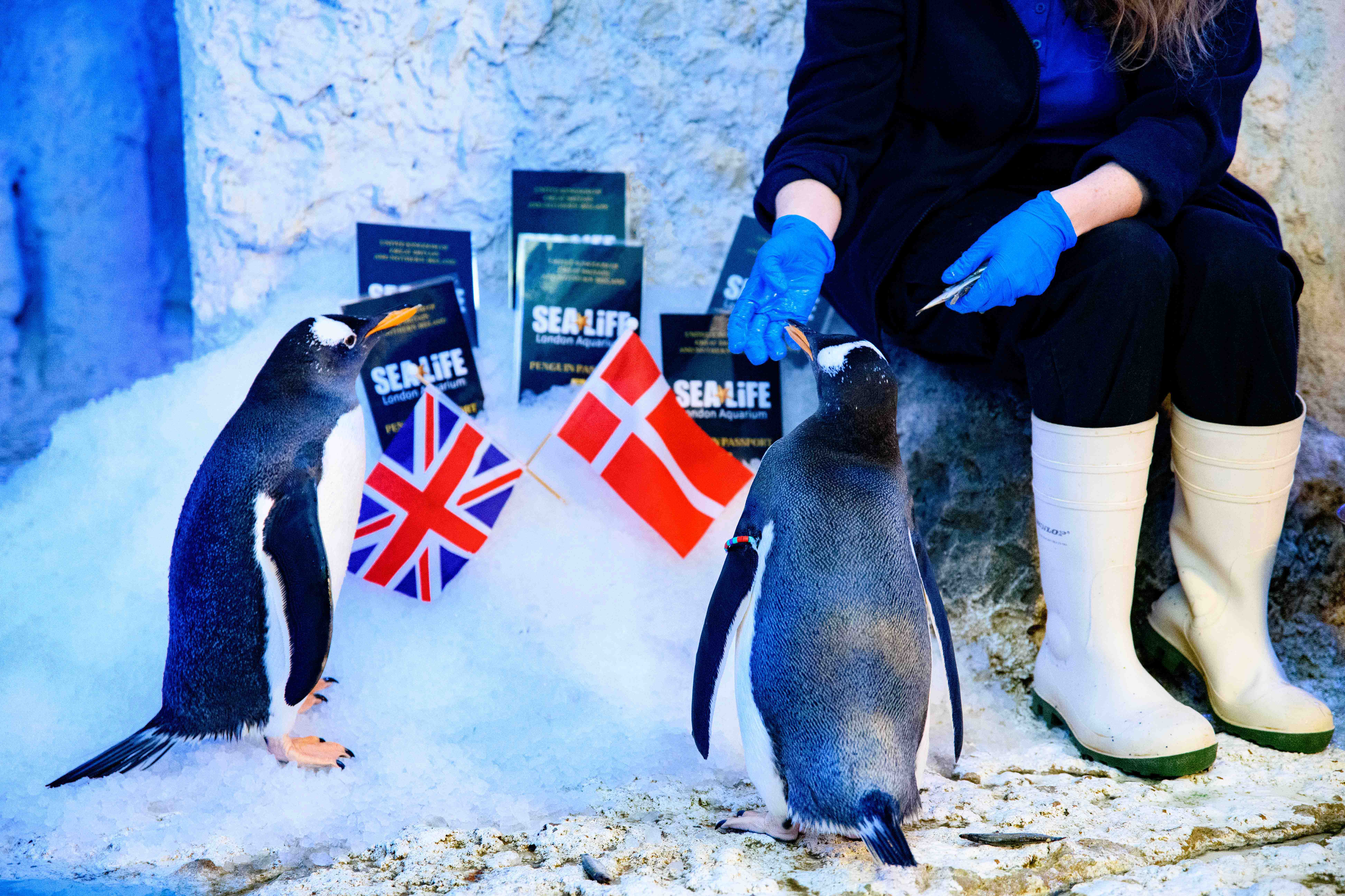 Penguins with Aquarist Ashley Atkins