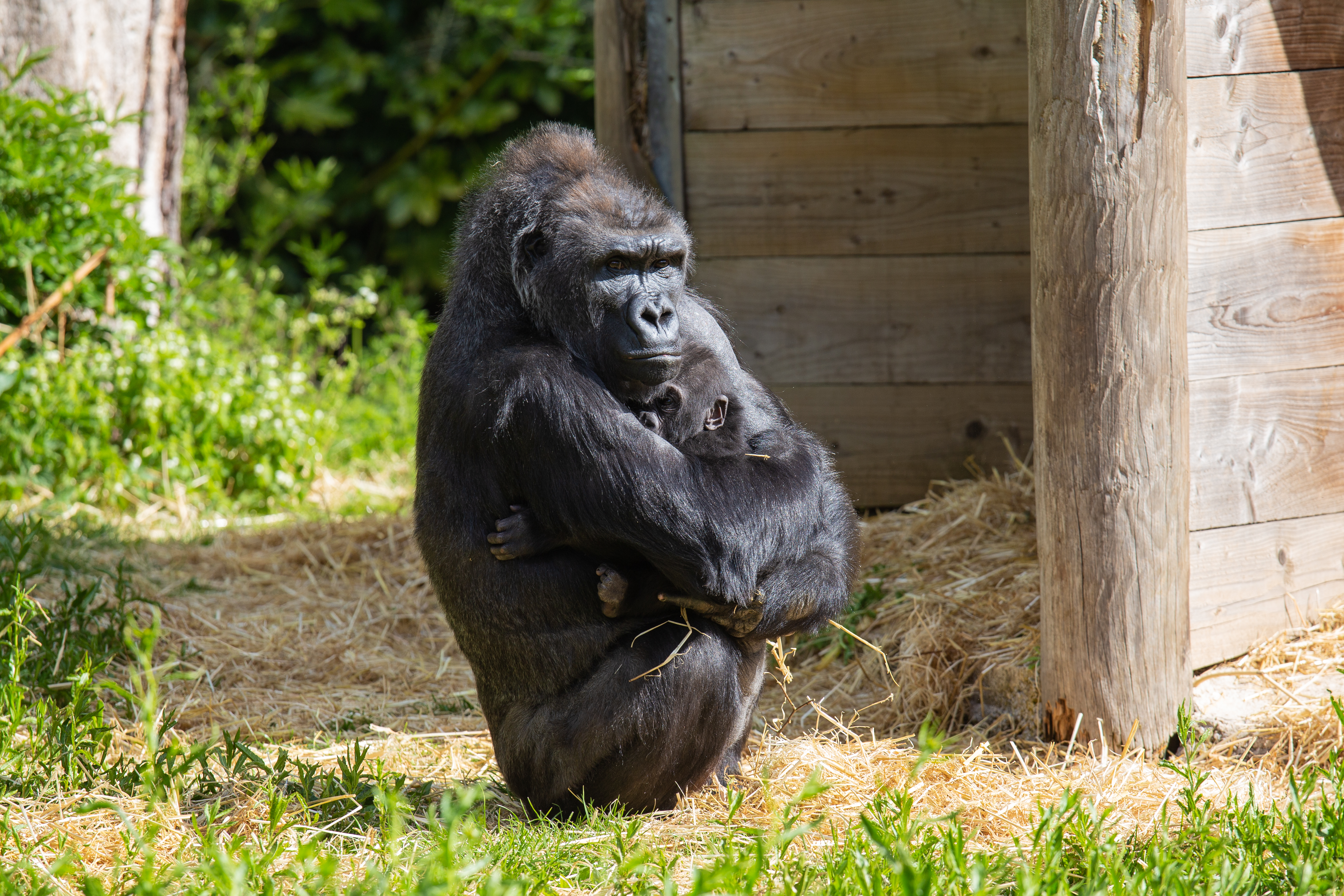 Surrogate mum Kera cuddling infant Hasani at Bristol Zoo Gardens