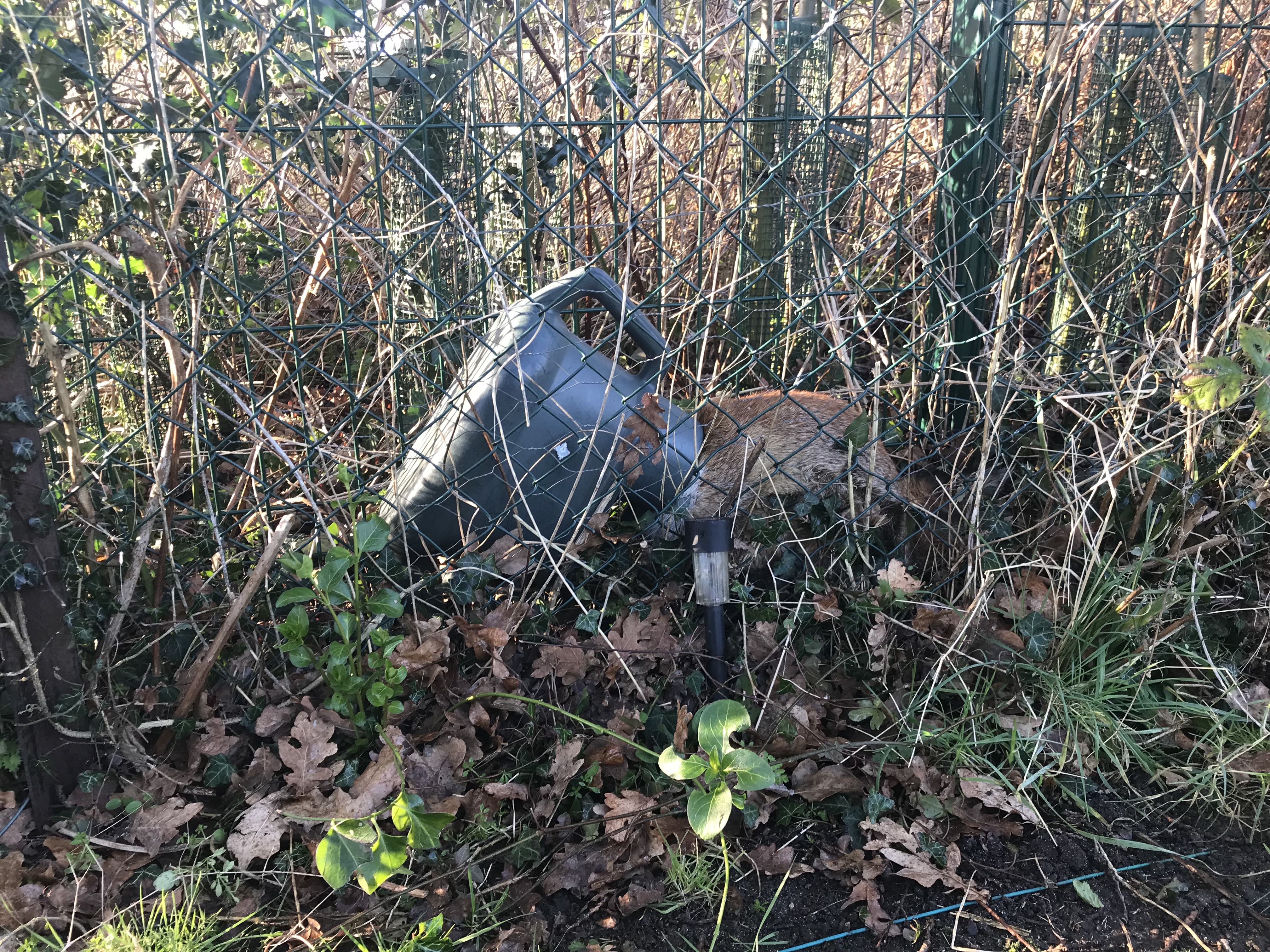 A fox got its head stuck inside a watering can near Colchester in Essex. (RSPCA/ PA)