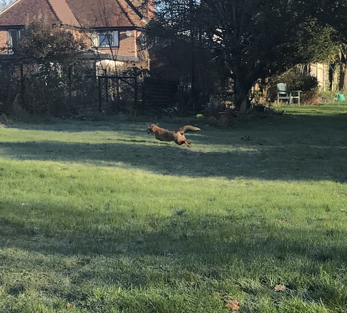 A fox bounds to freedom after her head was released from a watering can. (RSPCA/ PA)