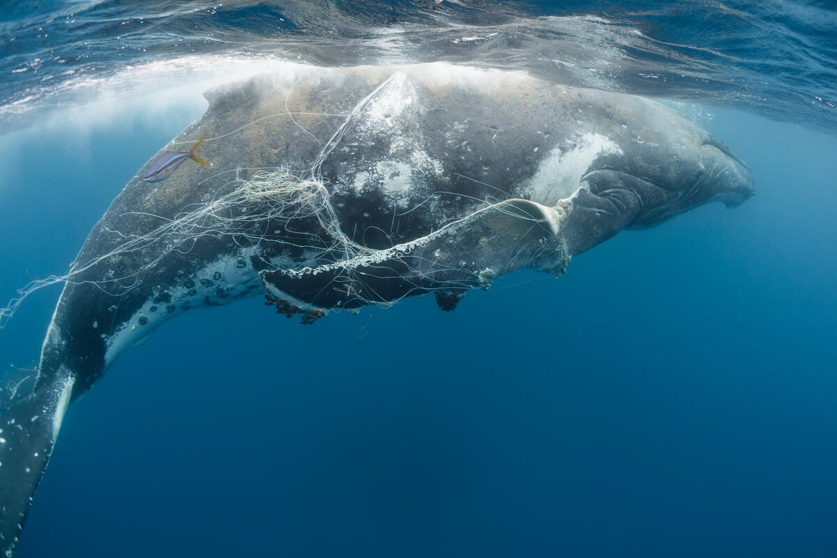 Humpback whale entangled in longline fishing gear, Tonga, Pacific Ocean (naturepl.com/Tony Wu/WWF/PA)