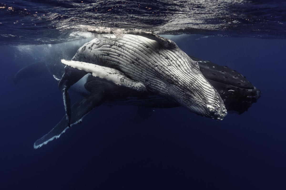 Humpback mother and calf photographed in Vava'u, Tonga (Ashley Morgan/WWF/PA)