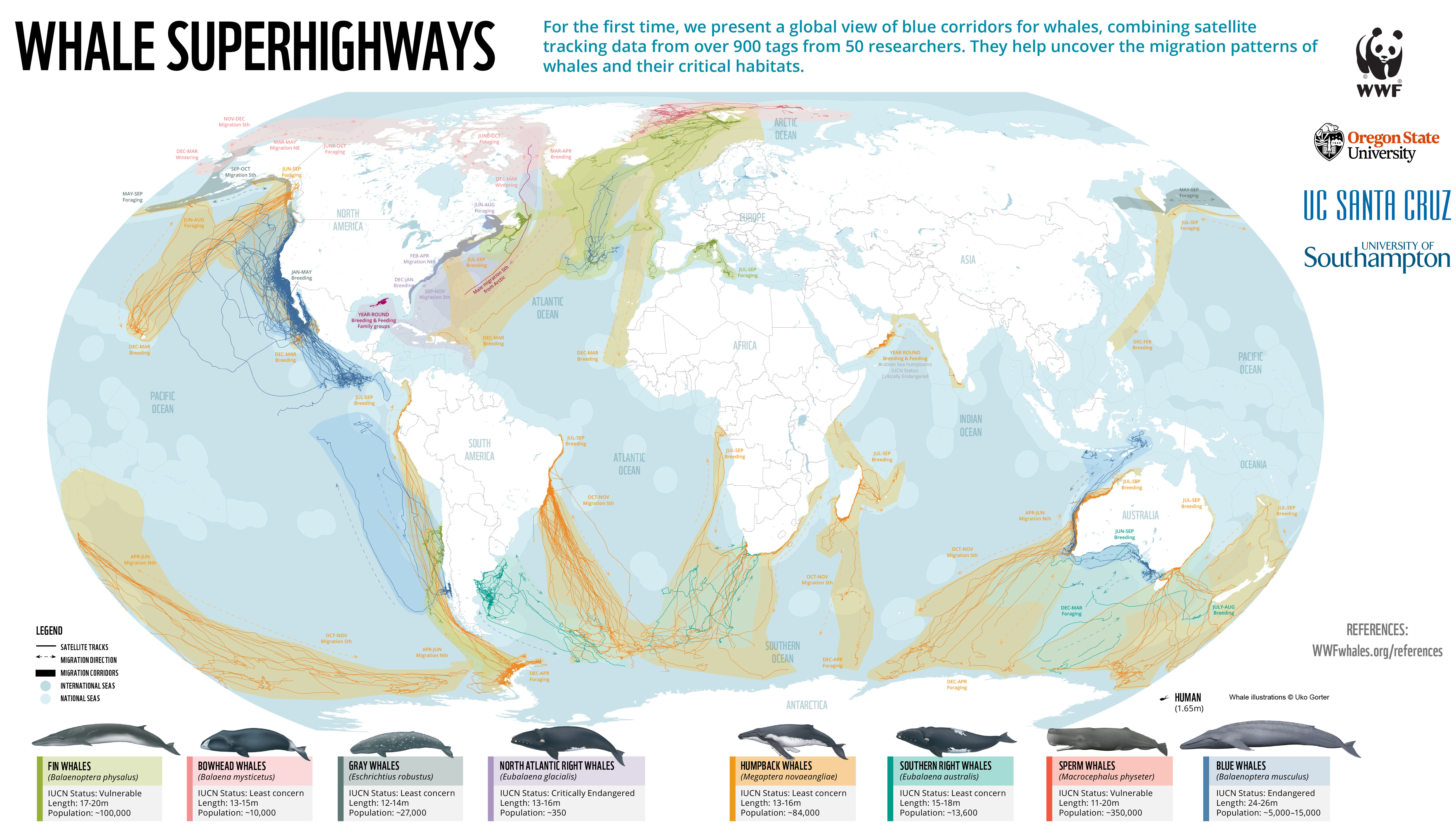 Whale 'superhighways' mapped in the report (WWF/PA)