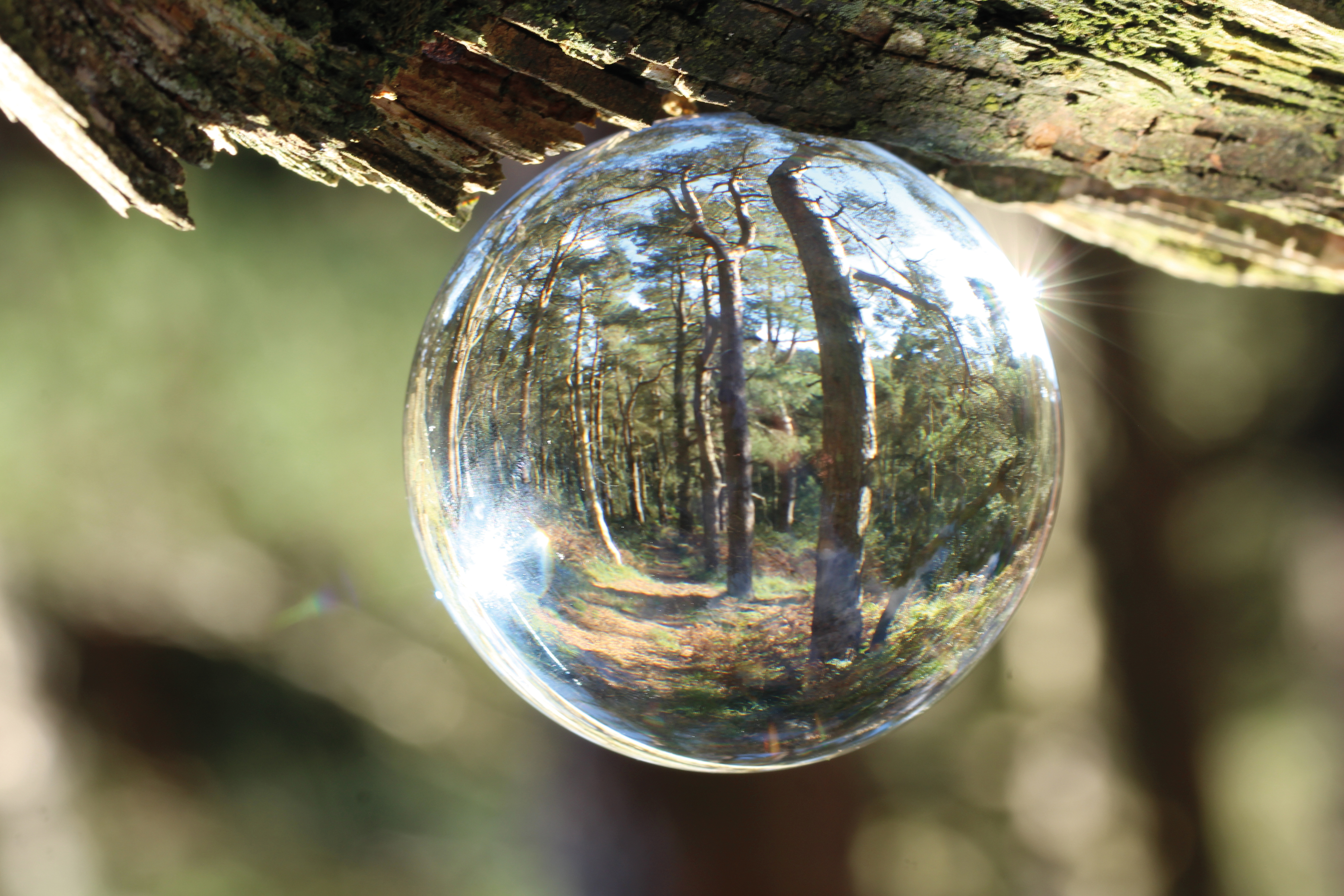 Landscape of trees reflected in a photo ball (Helen Rook/PA)